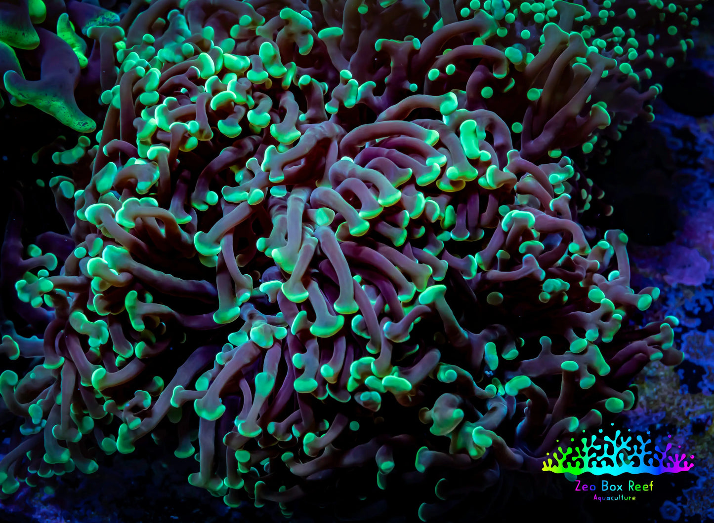 Hammer Coral - WYSIWYG 9cm C1R5B1 Hammer Coral - WYSIWYG 9cm C1R5B1 Aquarium Decor Hammer Coral - WYSIWYG 9cm C1R5B1 Zeo Box Reef