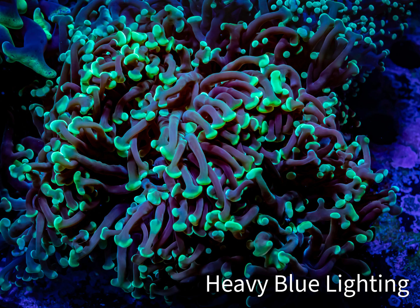 Hammer Coral - WYSIWYG 9cm C1R5B1 Hammer Coral - WYSIWYG 9cm C1R5B1 Aquarium Decor Hammer Coral - WYSIWYG 9cm C1R5B1 Zeo Box Reef