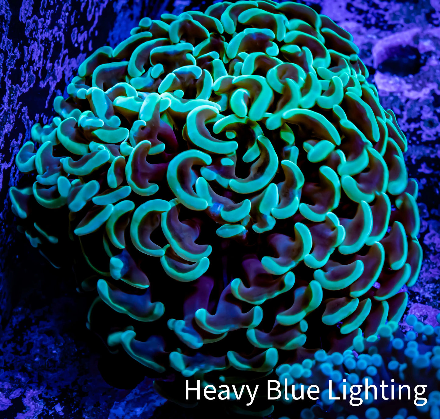Hammer Coral - WYSIWYG 9cm F3R5B1 Hammer Coral - WYSIWYG 9cm F3R5B1 Aquarium Decor Hammer Coral - WYSIWYG 9cm F3R5B1 Zeo Box Reef