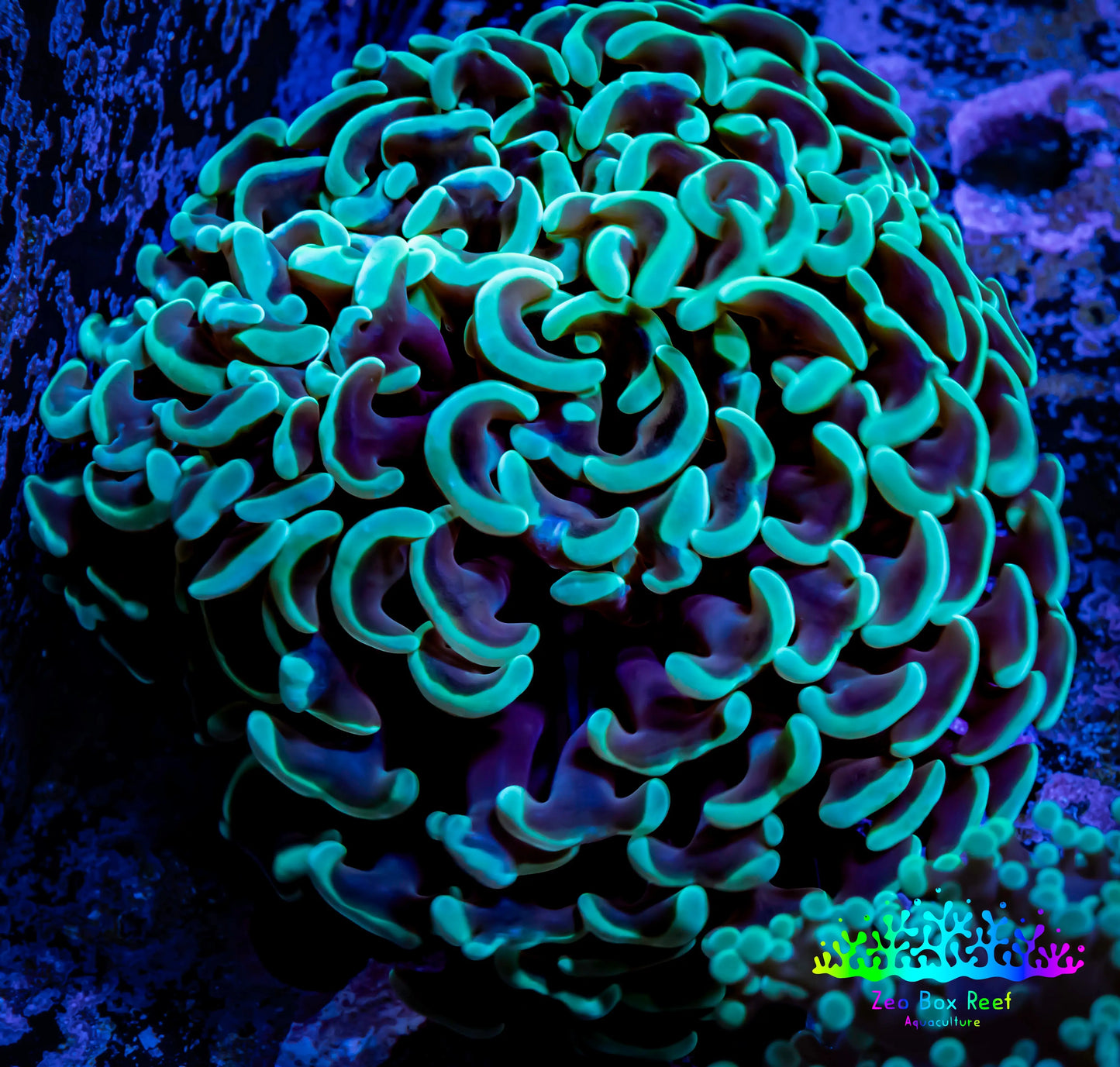Hammer Coral - WYSIWYG 9cm F3R5B1 Hammer Coral - WYSIWYG 9cm F3R5B1 Aquarium Decor Hammer Coral - WYSIWYG 9cm F3R5B1 Zeo Box Reef