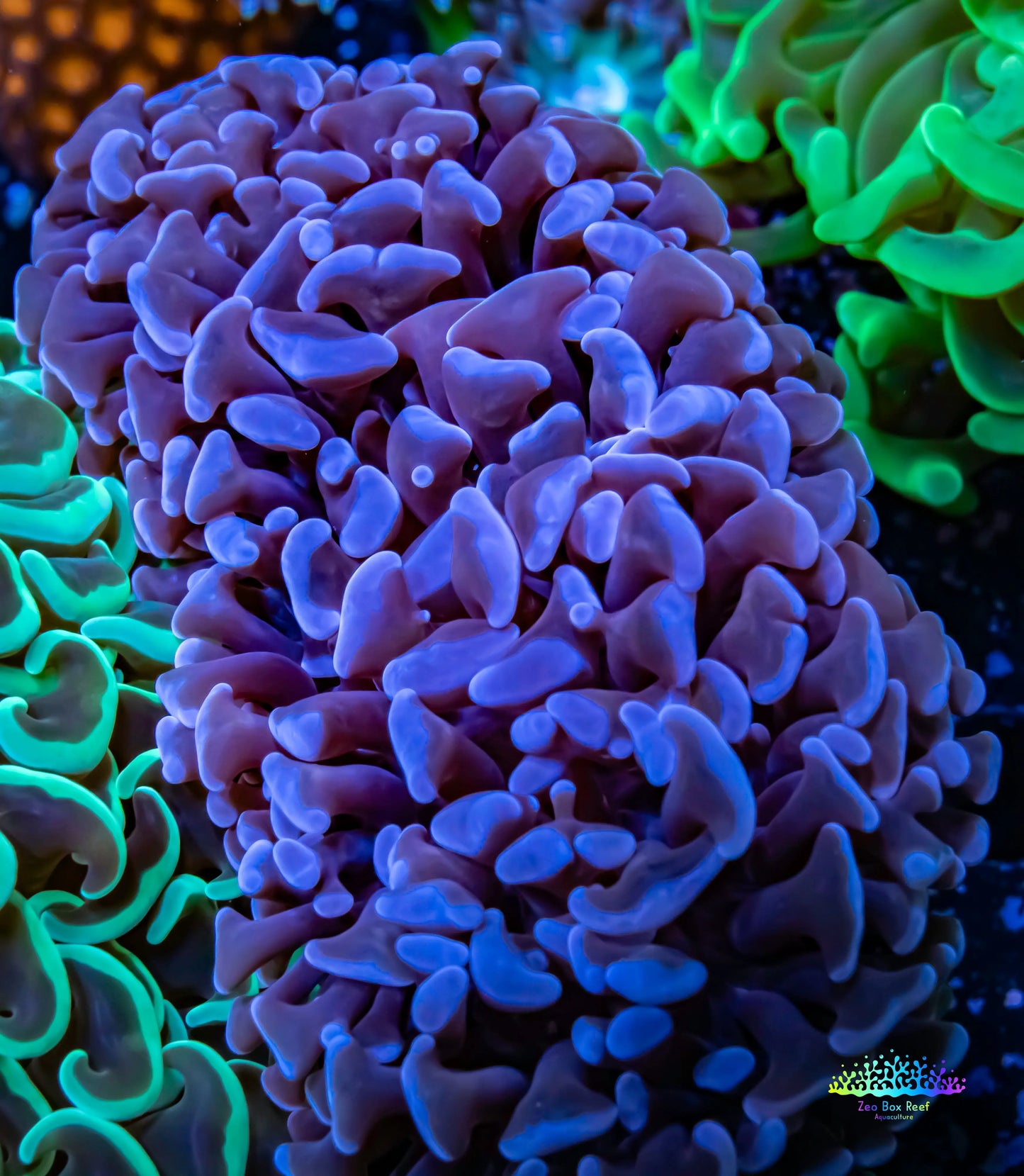 Hammer Coral WYSIWYG 9cm Hammer Coral WYSIWYG 9cm Aquarium Decor Hammer Coral WYSIWYG 9cm Zeo Box Reef