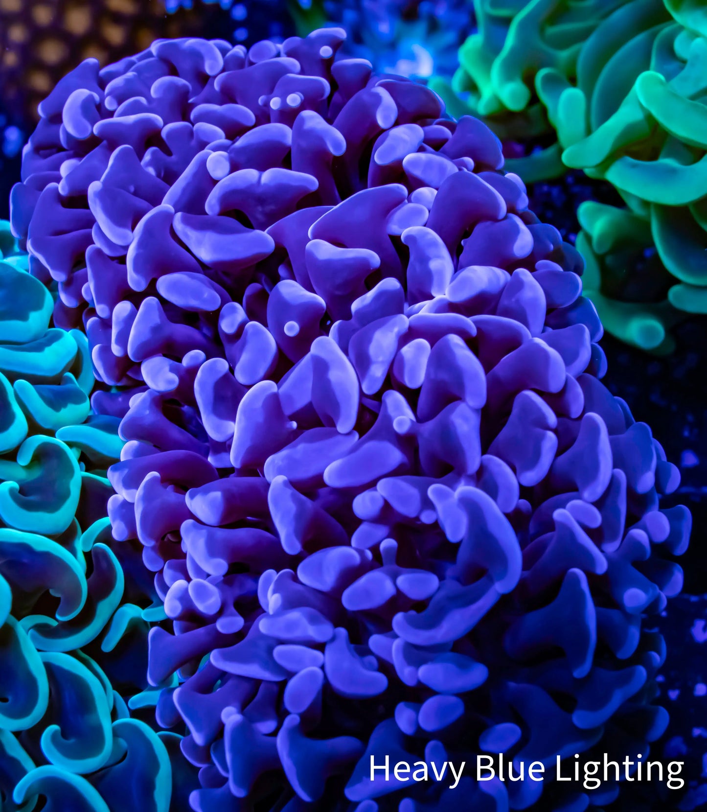 Hammer Coral WYSIWYG 9cm Hammer Coral WYSIWYG 9cm Aquarium Decor Hammer Coral WYSIWYG 9cm Zeo Box Reef