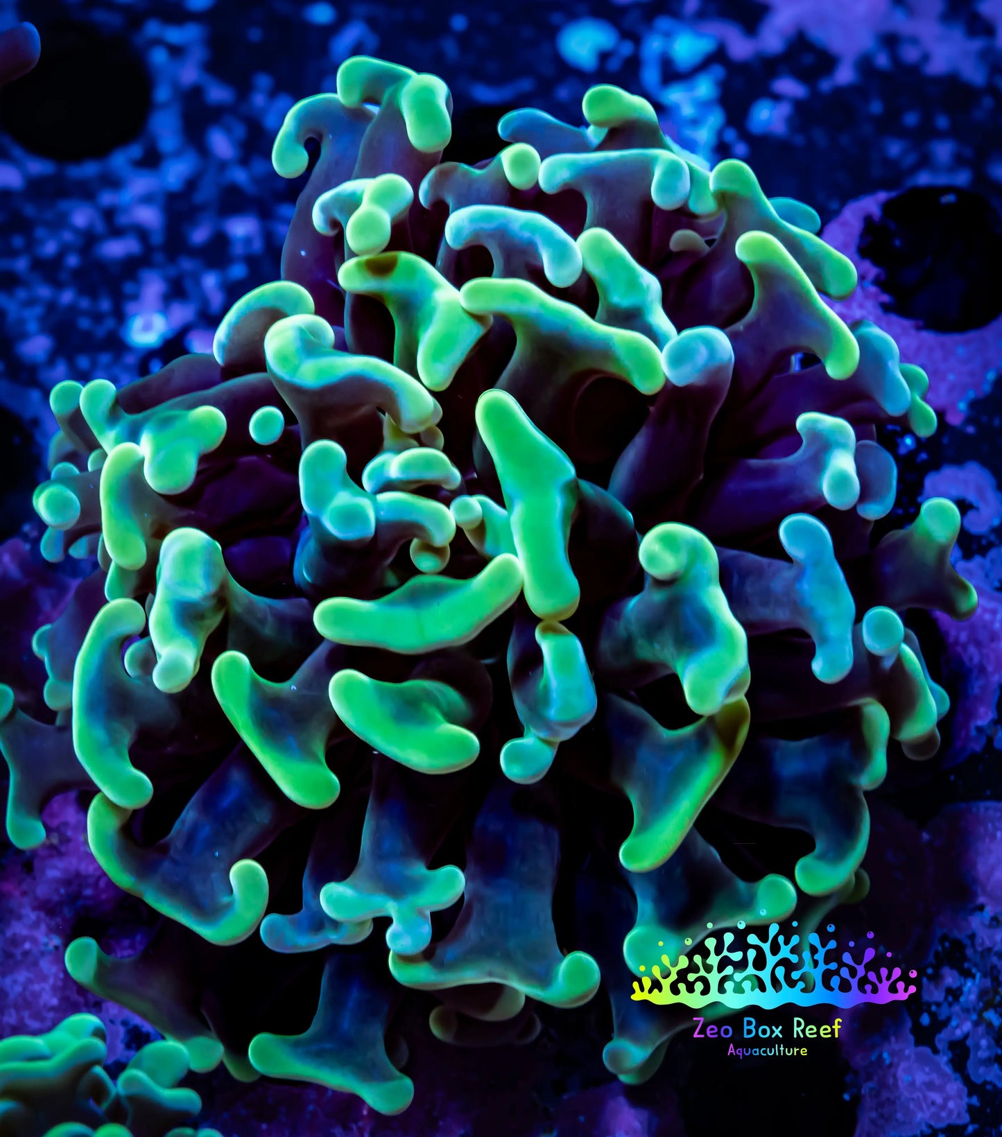 Hammer Coral - WYSIWYG Frag 4cm E1R6B1 Hammer Coral - WYSIWYG Frag 4cm E1R6B1 Aquarium Decor Hammer Coral - WYSIWYG Frag 4cm E1R6B1 Zeo Box Reef