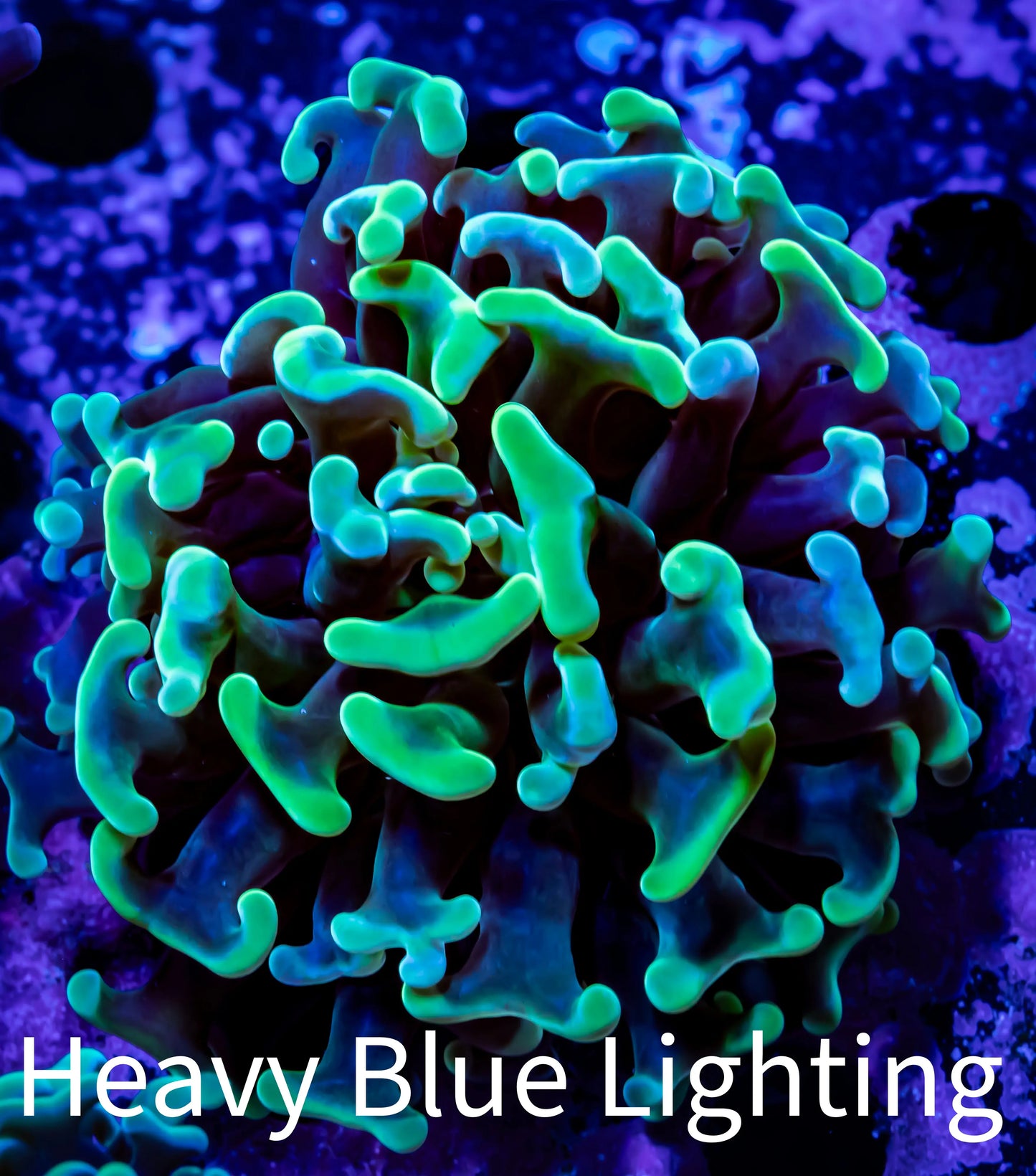 Hammer Coral - WYSIWYG Frag 4cm E1R6B1 Hammer Coral - WYSIWYG Frag 4cm E1R6B1 Aquarium Decor Hammer Coral - WYSIWYG Frag 4cm E1R6B1 Zeo Box Reef