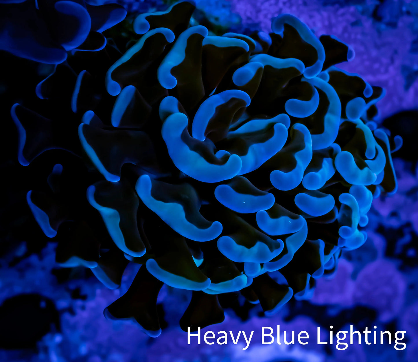 Hammer Coral - WYSIWYG Frag 4cm F6R6B1 Hammer Coral - WYSIWYG Frag 4cm F6R6B1 Aquarium Decor Hammer Coral - WYSIWYG Frag 4cm F6R6B1 Zeo Box Reef