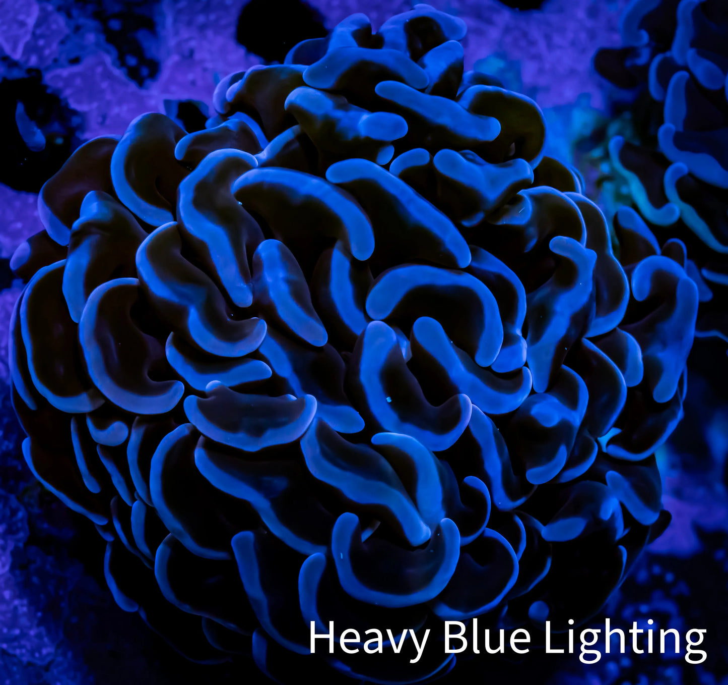 Hammer Coral - WYSIWYG Frag 4cm Hammer Coral - WYSIWYG Frag 4cm Aquarium Decor Hammer Coral - WYSIWYG Frag 4cm Zeo Box Reef
