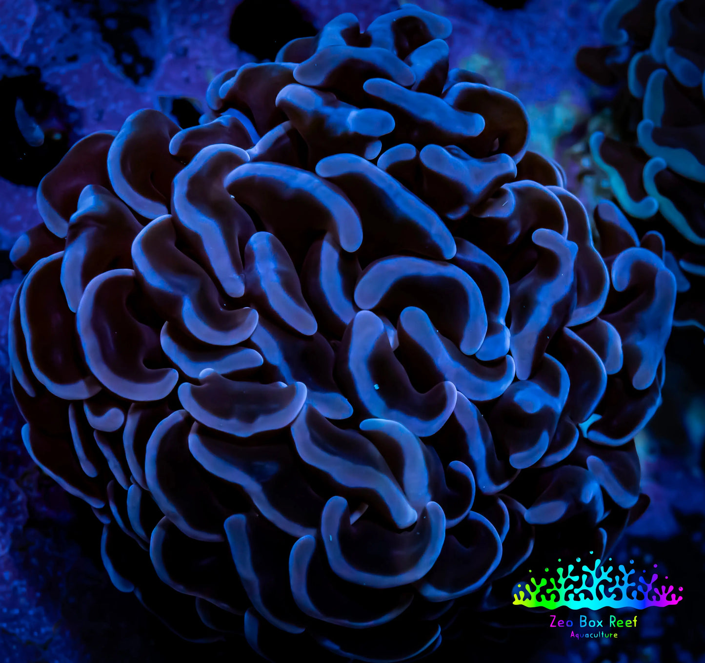 Hammer Coral - WYSIWYG Frag 4cm Hammer Coral - WYSIWYG Frag 4cm Aquarium Decor Hammer Coral - WYSIWYG Frag 4cm Zeo Box Reef