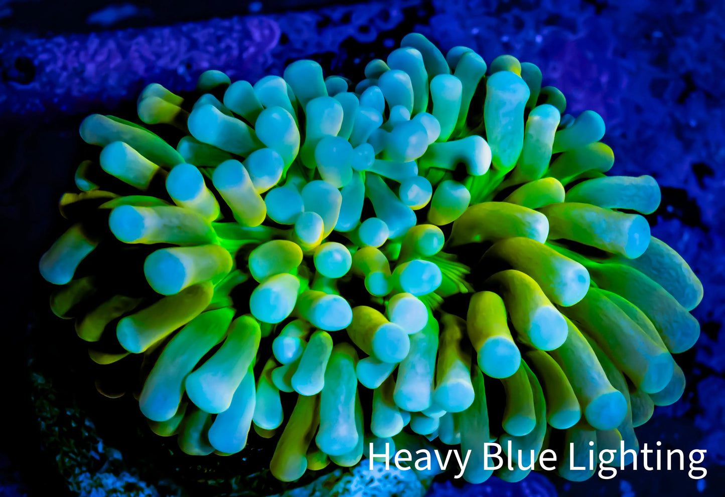 🔥Holy Grail Torch Coral 5cm WYSIWYG C1R1B1 🔥Holy Grail Torch Coral 5cm WYSIWYG C1R1B1 LPS 🔥Holy Grail Torch Coral 5cm WYSIWYG C1R1B1 Zeo Box Reef