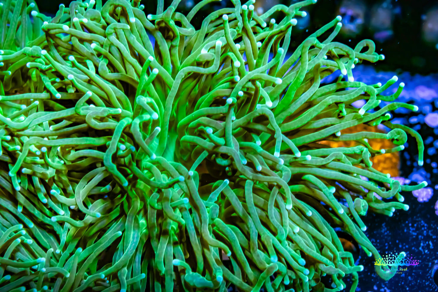 Hulk Torch Coral - 6cm Hulk Torch Coral - 6cm LPS Hulk Torch Coral - 6cm Zeo Box Reef
