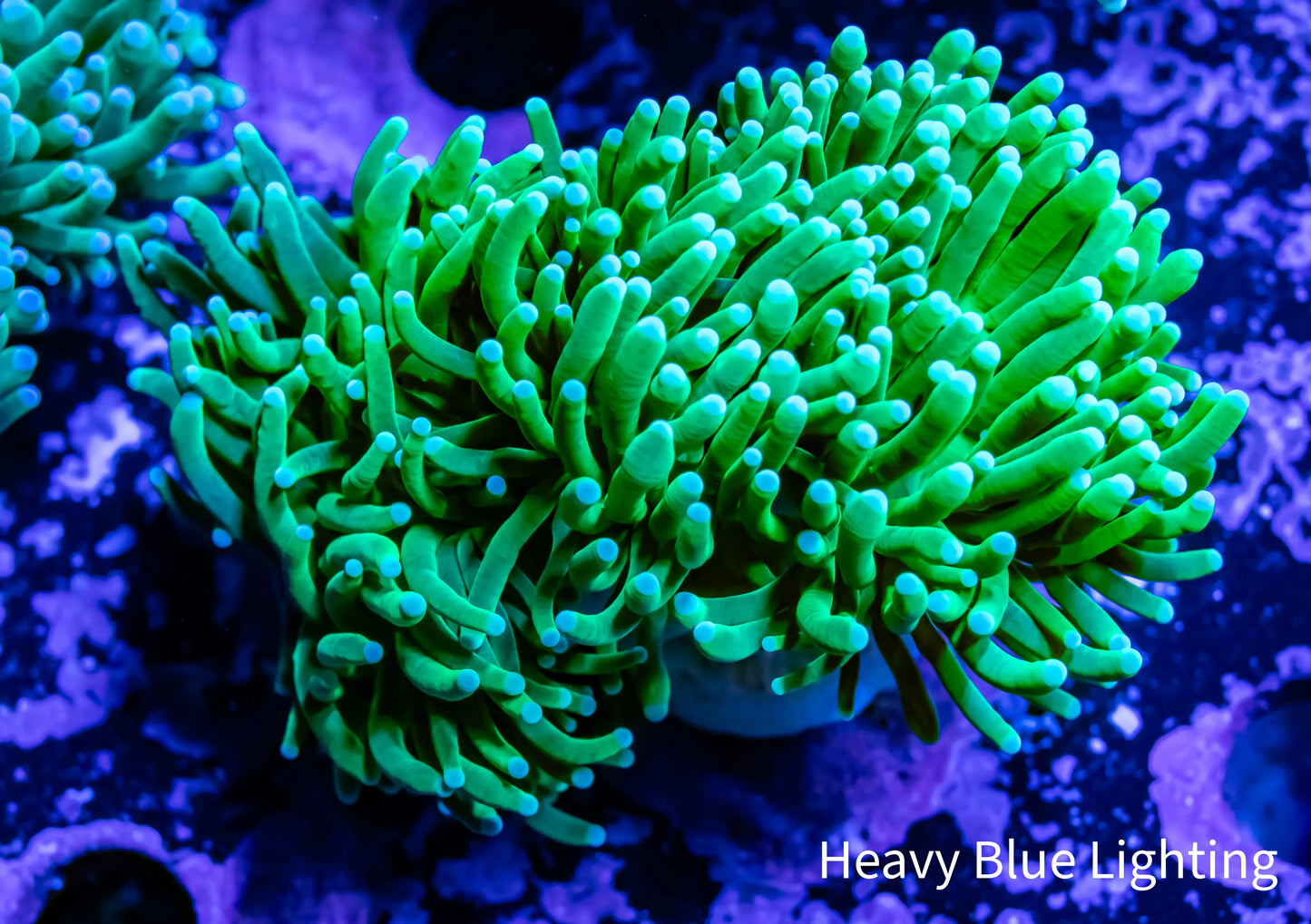 Hulk Torch Coral - Two Polyp 4cm WYSIWYG Hulk Torch Coral - Two Polyp 4cm WYSIWYG LPS Hulk Torch Coral - Two Polyp 4cm WYSIWYG Zeo Box Reef