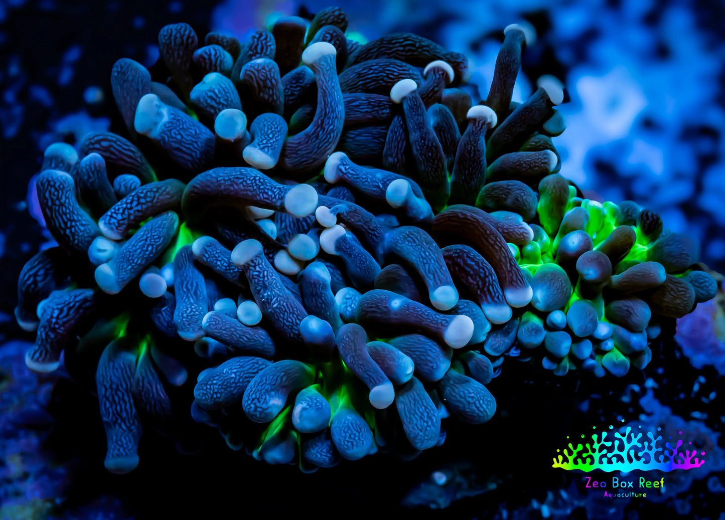 Joker Torch Coral 4cm WYSIWYG A1R2B1 Joker Torch Coral 4cm WYSIWYG A1R2B1 LPS Joker Torch Coral 4cm WYSIWYG A1R2B1 Zeo Box Reef