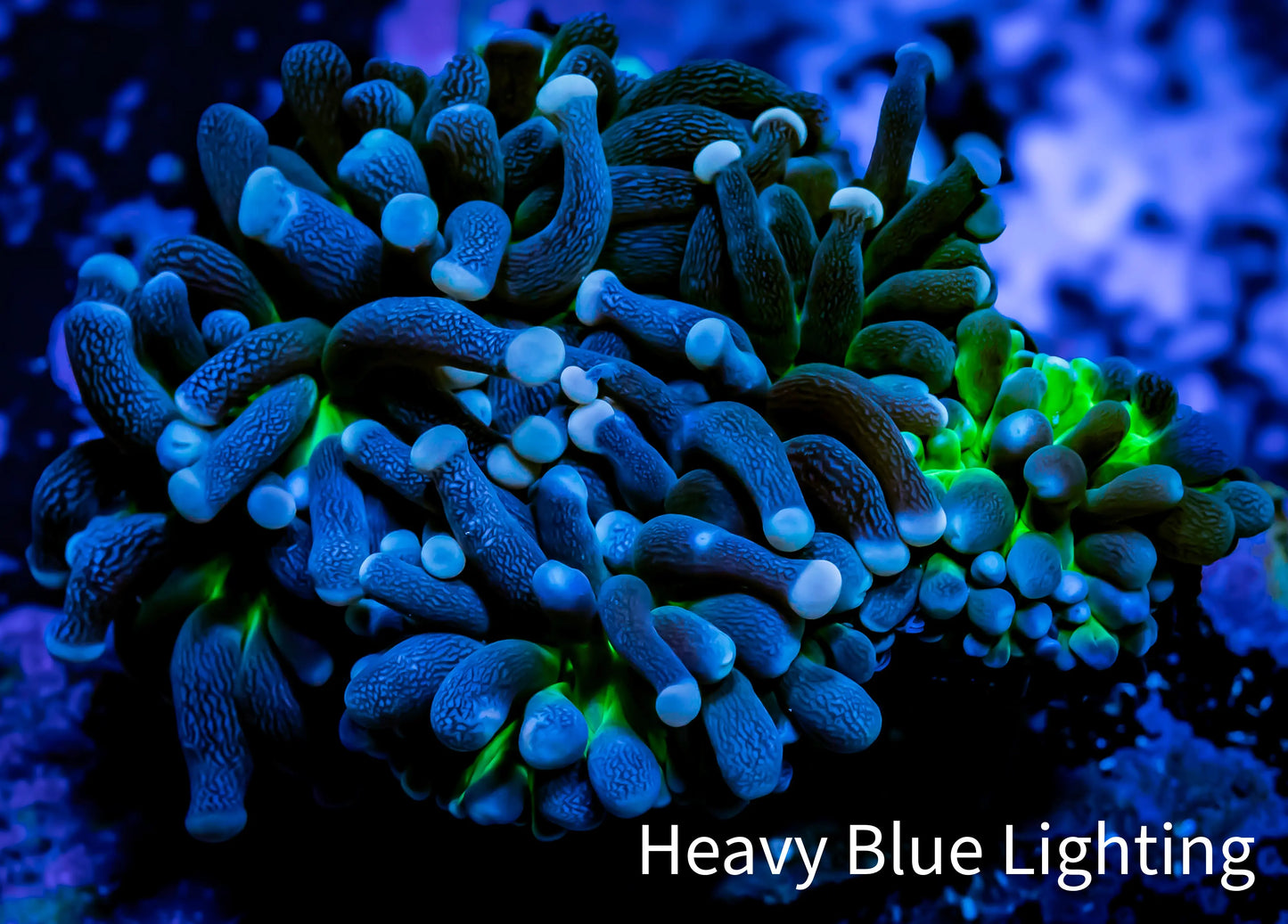 Joker Torch Coral 4cm WYSIWYG A1R2B1 Joker Torch Coral 4cm WYSIWYG A1R2B1 LPS Joker Torch Coral 4cm WYSIWYG A1R2B1 Zeo Box Reef