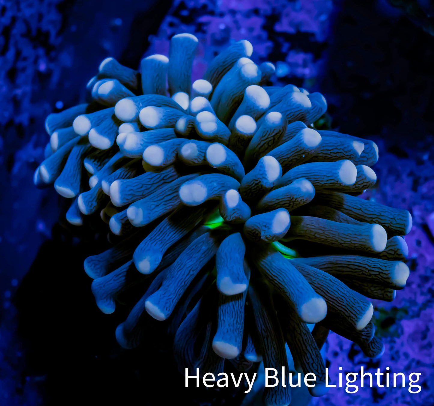 Joker Torch Coral 5cm WYSIWYG B1R1B1 Joker Torch Coral 5cm WYSIWYG B1R1B1 LPS Joker Torch Coral 5cm WYSIWYG B1R1B1 Zeo Box Reef