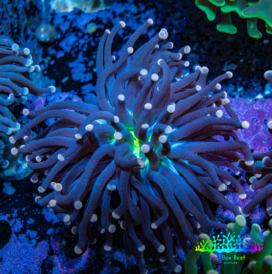 Joker Torch Coral 6cm WYSIWYG A2R1B1 Joker Torch Coral 6cm WYSIWYG A2R1B1 LPS Joker Torch Coral 6cm WYSIWYG A2R1B1 Zeo Box Reef