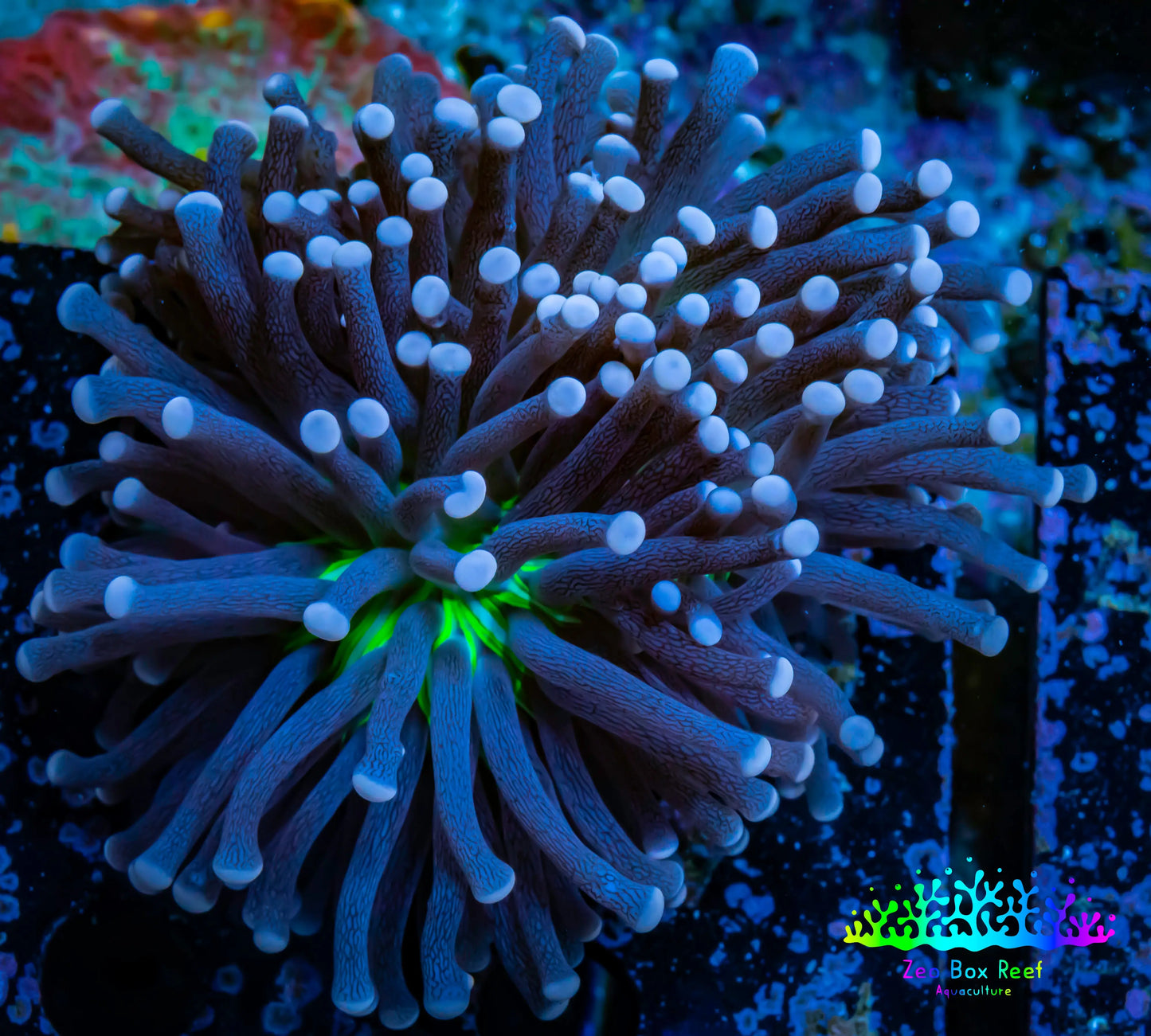 Joker Torch Coral 6cm WYSIWYG A3R1B1 Joker Torch Coral 6cm WYSIWYG A3R1B1 LPS Joker Torch Coral 6cm WYSIWYG A3R1B1 Zeo Box Reef