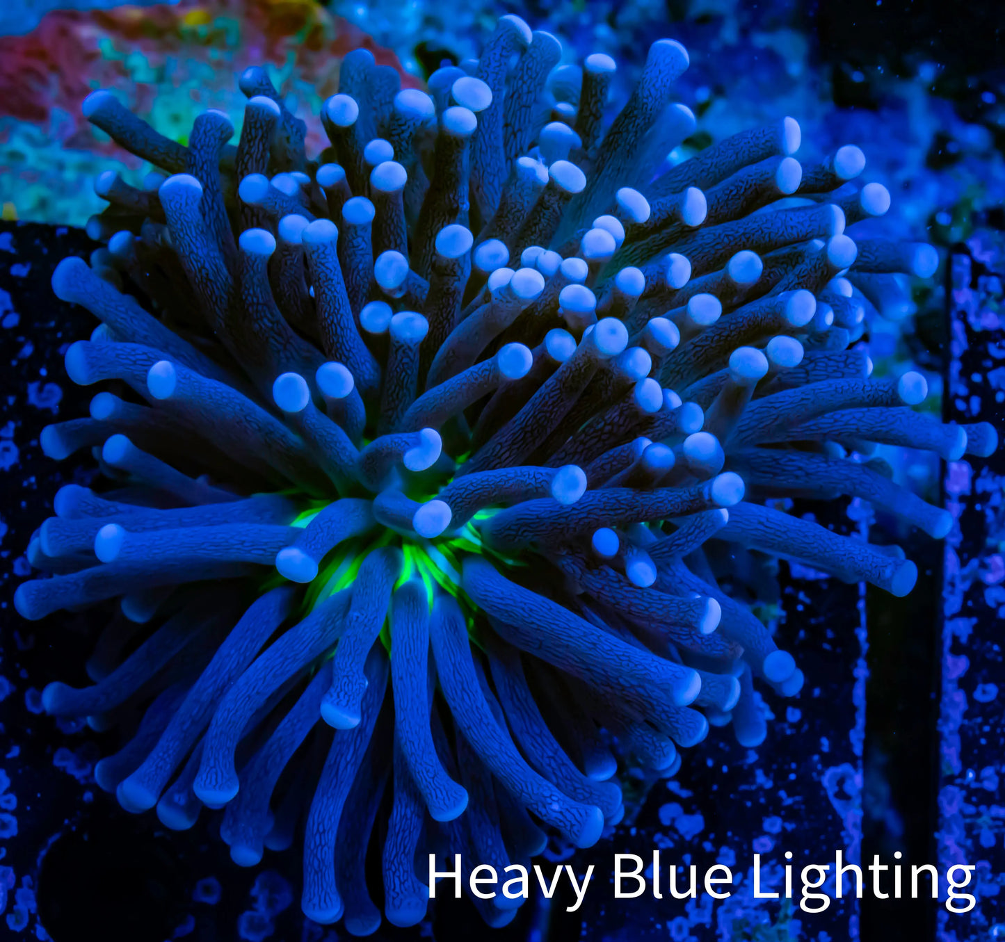 Joker Torch Coral 6cm WYSIWYG A3R1B1 Joker Torch Coral 6cm WYSIWYG A3R1B1 LPS Joker Torch Coral 6cm WYSIWYG A3R1B1 Zeo Box Reef