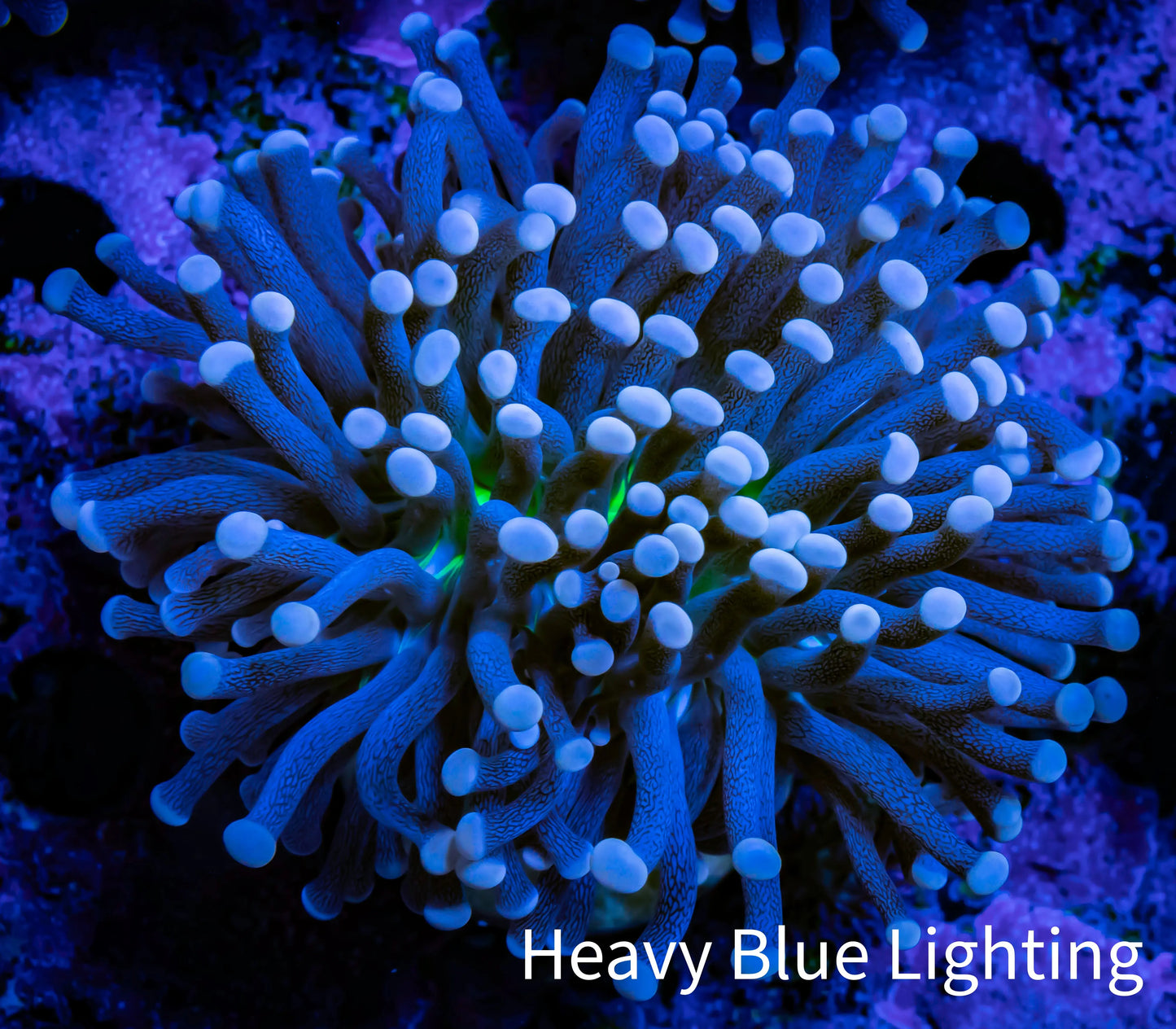 Joker Torch Coral 6cm WYSIWYG C4R1B1 Joker Torch Coral 6cm WYSIWYG C4R1B1 LPS Joker Torch Coral 6cm WYSIWYG C4R1B1 Zeo Box Reef