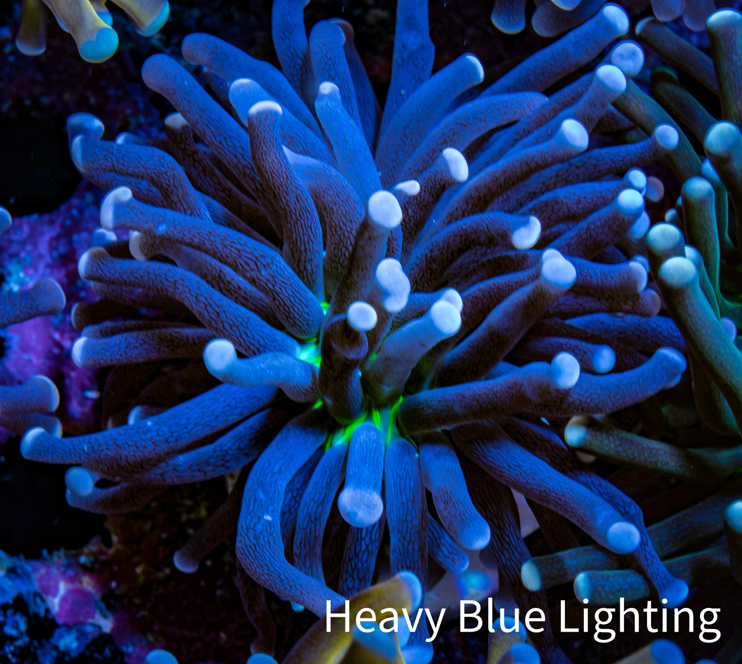 Joker Torch Coral 6cm WYSIWYG Joker Torch Coral 6cm WYSIWYG LPS Joker Torch Coral 6cm WYSIWYG Zeo Box Reef