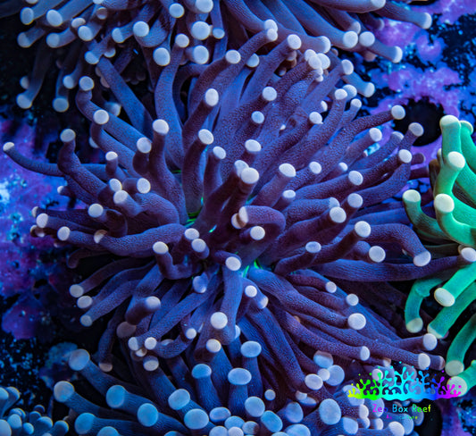 Joker Torch Coral 7cm WYSIWYG B12R1B1 Joker Torch Coral 7cm WYSIWYG B12R1B1 LPS Joker Torch Coral 7cm WYSIWYG B12R1B1 Zeo Box Reef