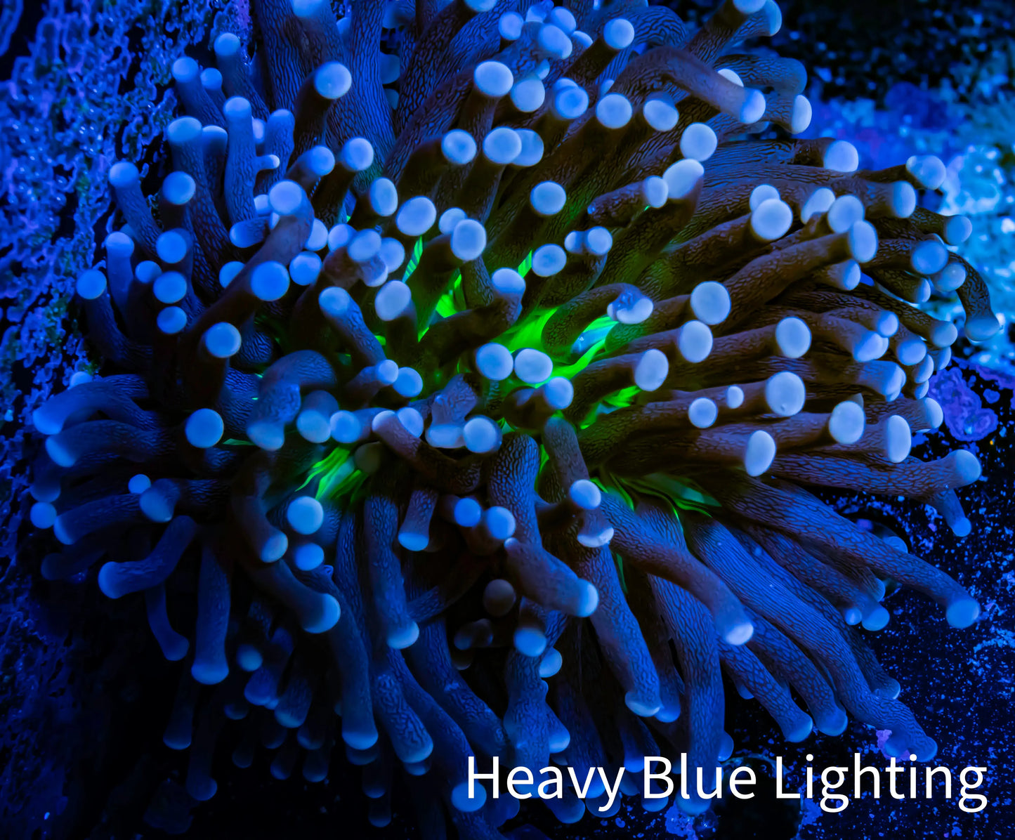 Joker Torch Coral 8cm WYSIWYG A1R1B1 Joker Torch Coral 8cm WYSIWYG A1R1B1 LPS Joker Torch Coral 8cm WYSIWYG A1R1B1 Zeo Box Reef