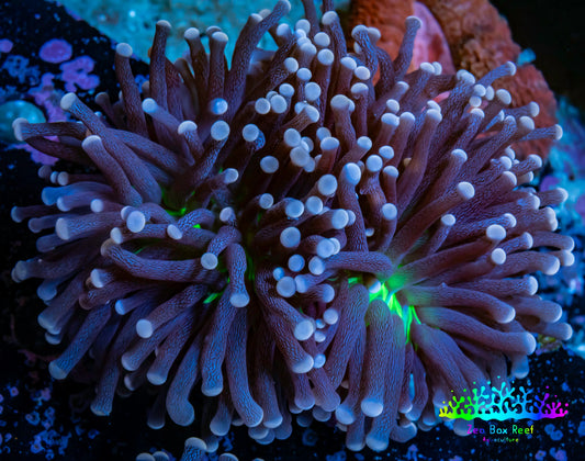 Joker Torch Coral 8cm WYSIWYG A2R1B1 Joker Torch Coral 8cm WYSIWYG A2R1B1 LPS Joker Torch Coral 8cm WYSIWYG A2R1B1 Zeo Box Reef