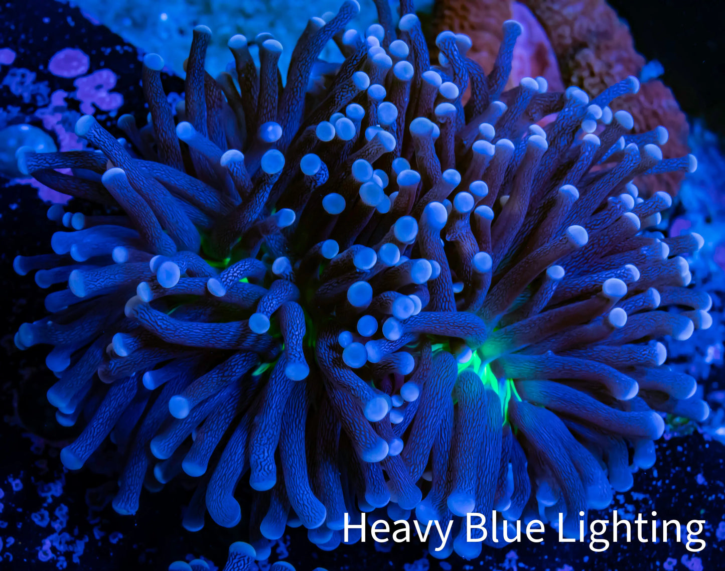 Joker Torch Coral 8cm WYSIWYG A2R1B1 Joker Torch Coral 8cm WYSIWYG A2R1B1 LPS Joker Torch Coral 8cm WYSIWYG A2R1B1 Zeo Box Reef