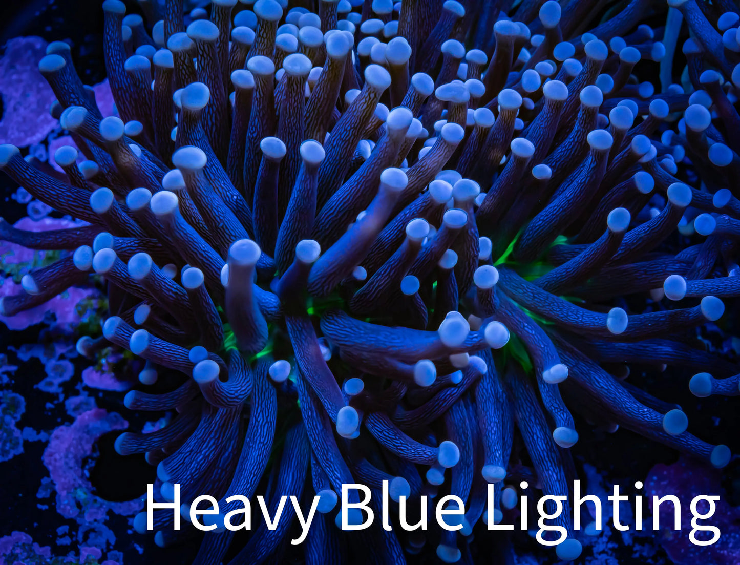 Joker Torch Coral 8cm WYSIWYG B1R2B1 Joker Torch Coral 8cm WYSIWYG B1R2B1 LPS Joker Torch Coral 8cm WYSIWYG B1R2B1 Zeo Box Reef