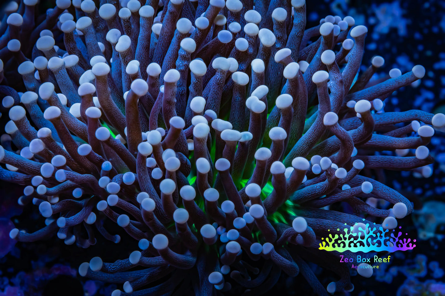 Joker Torch Coral 8cm WYSIWYG B2R2B1 Joker Torch Coral 8cm WYSIWYG B2R2B1 LPS Joker Torch Coral 8cm WYSIWYG B2R2B1 Zeo Box Reef
