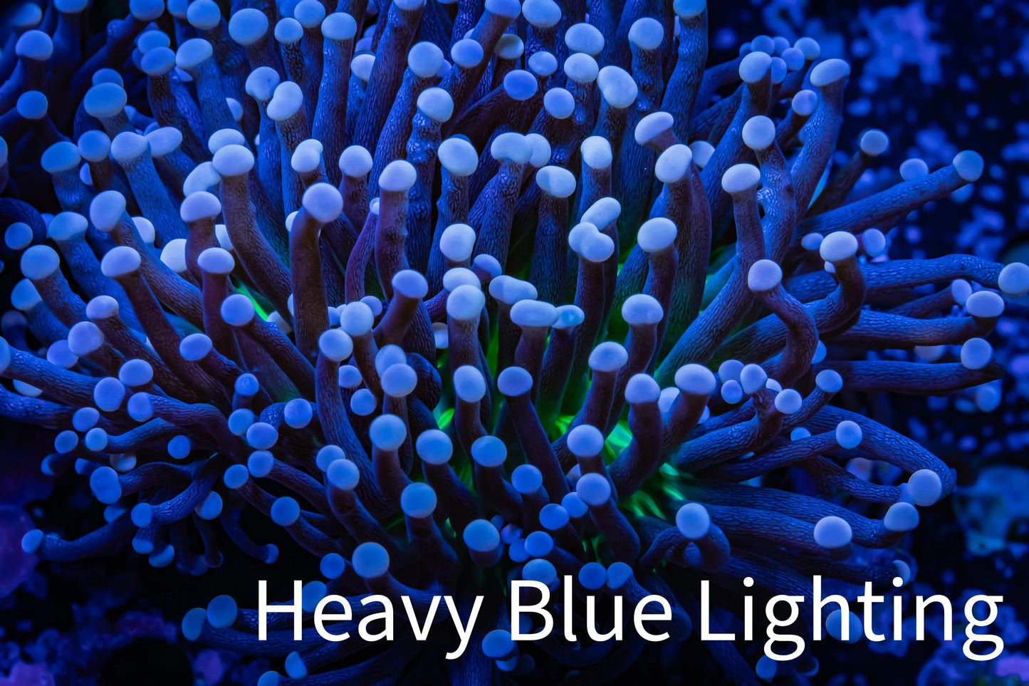 Joker Torch Coral 8cm WYSIWYG B2R2B1 Joker Torch Coral 8cm WYSIWYG B2R2B1 LPS Joker Torch Coral 8cm WYSIWYG B2R2B1 Zeo Box Reef