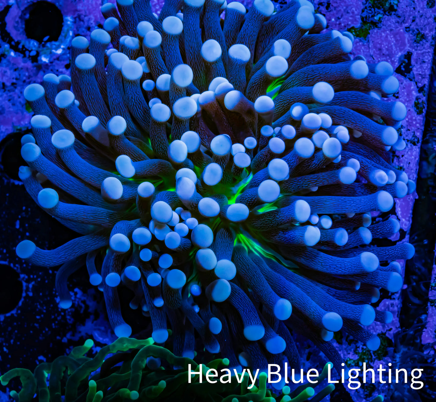 Joker Torch Coral 8cm WYSIWYG E5R1B1 Joker Torch Coral 8cm WYSIWYG E5R1B1 LPS Joker Torch Coral 8cm WYSIWYG E5R1B1 Zeo Box Reef