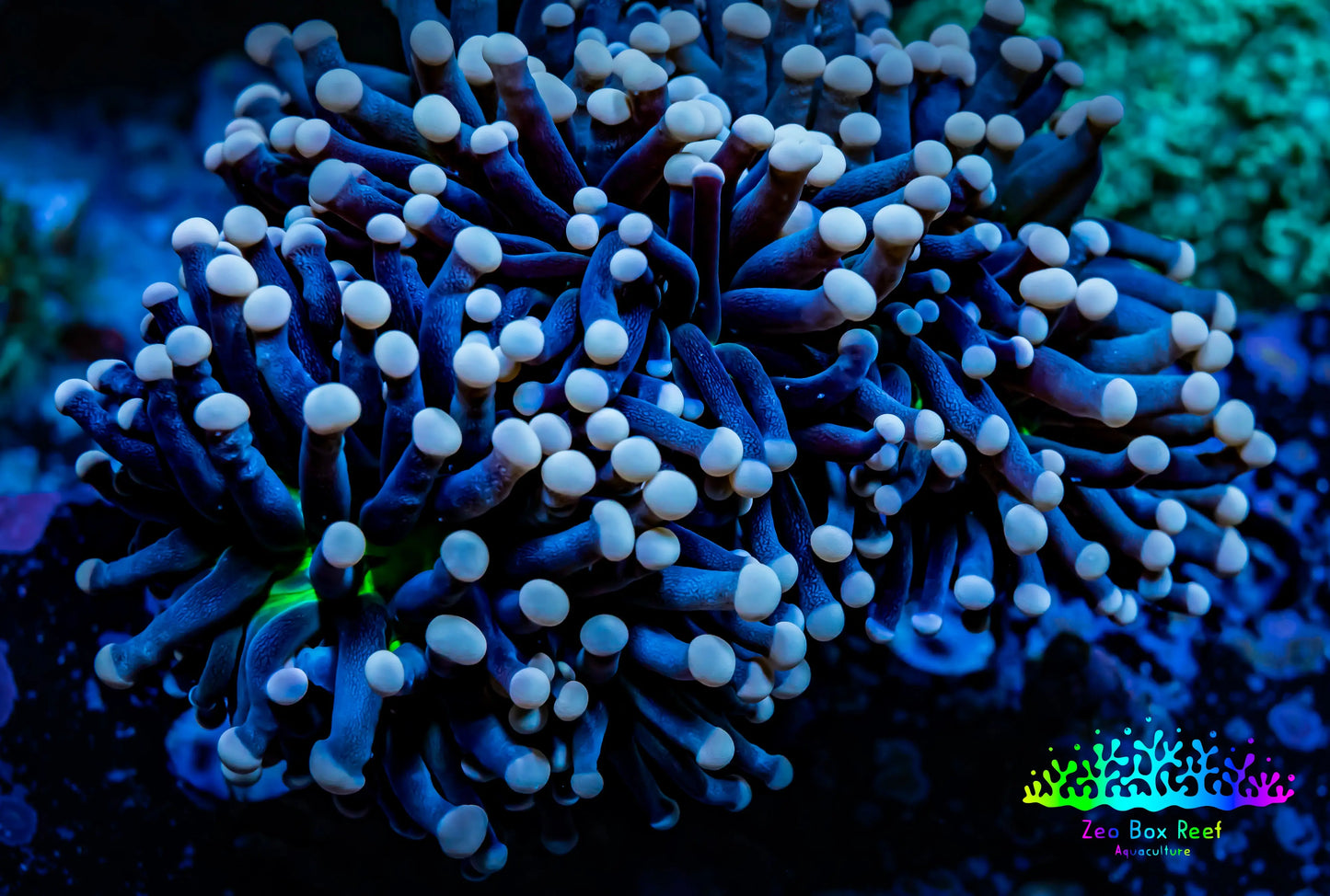 Joker Torch Coral 9cm WYSIWYG C2R2B1 Joker Torch Coral 9cm WYSIWYG C2R2B1 LPS Joker Torch Coral 9cm WYSIWYG C2R2B1 Zeo Box Reef