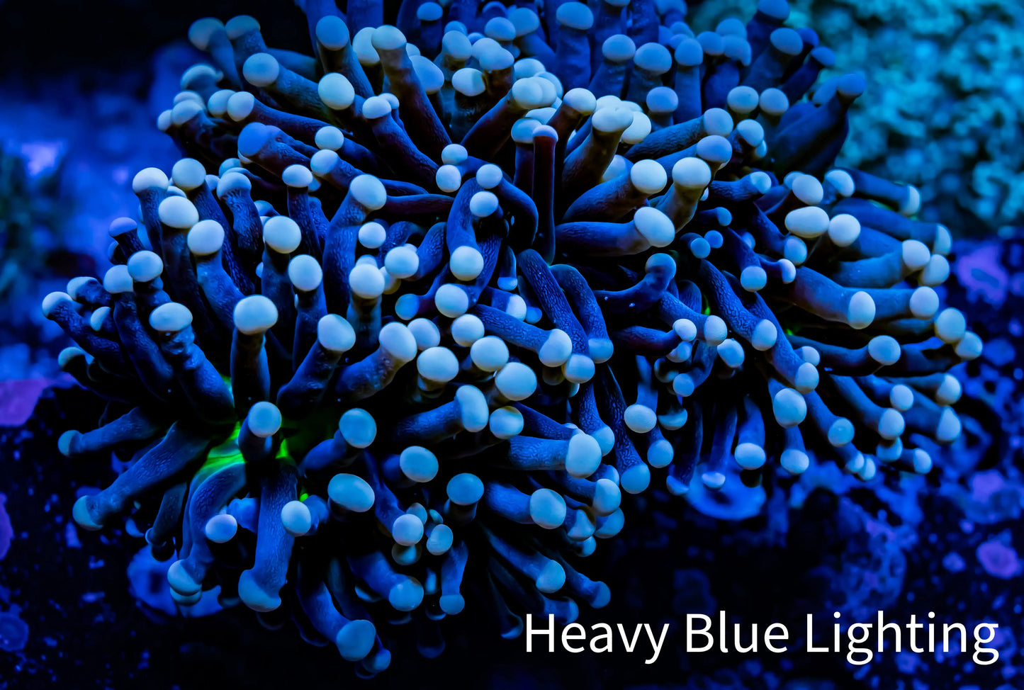 Joker Torch Coral 9cm WYSIWYG C2R2B1 Joker Torch Coral 9cm WYSIWYG C2R2B1 LPS Joker Torch Coral 9cm WYSIWYG C2R2B1 Zeo Box Reef