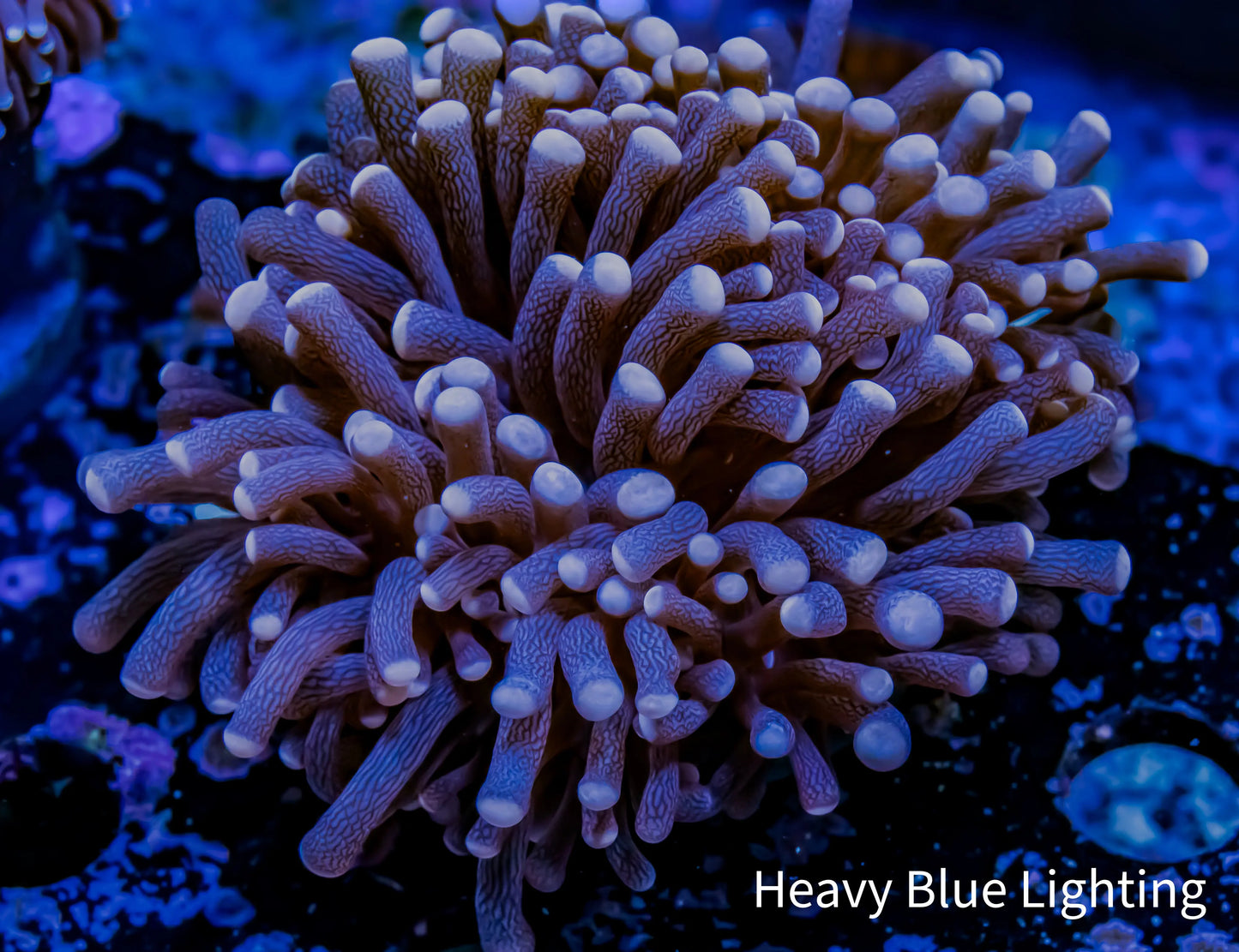 Joker Torch Coral Pink Tip WYSIWYG 6cm A3R2B1 Joker Torch Coral Pink Tip WYSIWYG 6cm A3R2B1 LPS Joker Torch Coral Pink Tip WYSIWYG 6cm A3R2B1 Zeo Box Reef