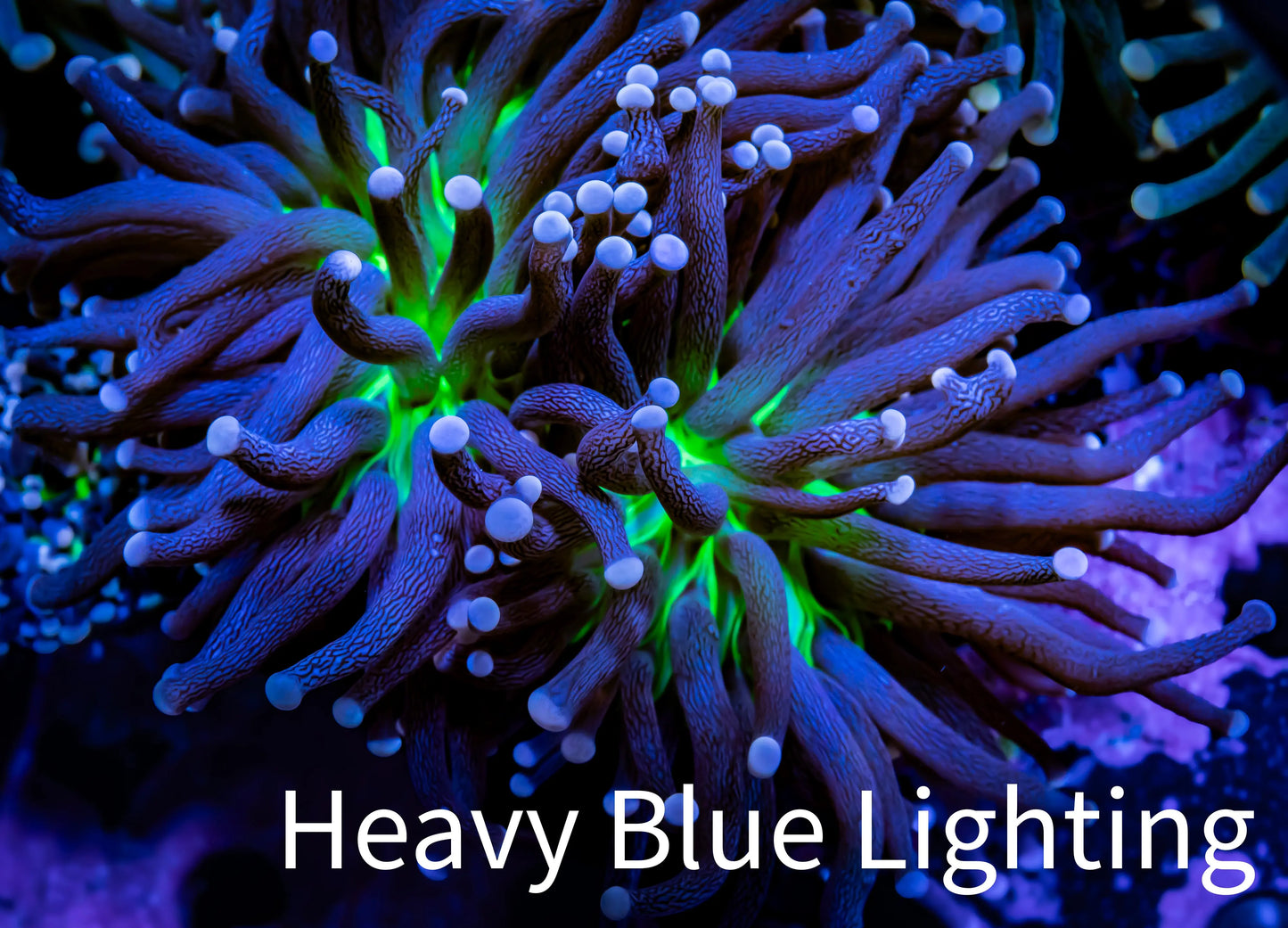 Joker Torch Coral - Toxic Green Base Pink Tip Per Head Joker Torch Coral - Toxic Green Base Pink Tip Per Head LPS Joker Torch Coral - Toxic Green Base Pink Tip Per Head Zeo Box Reef