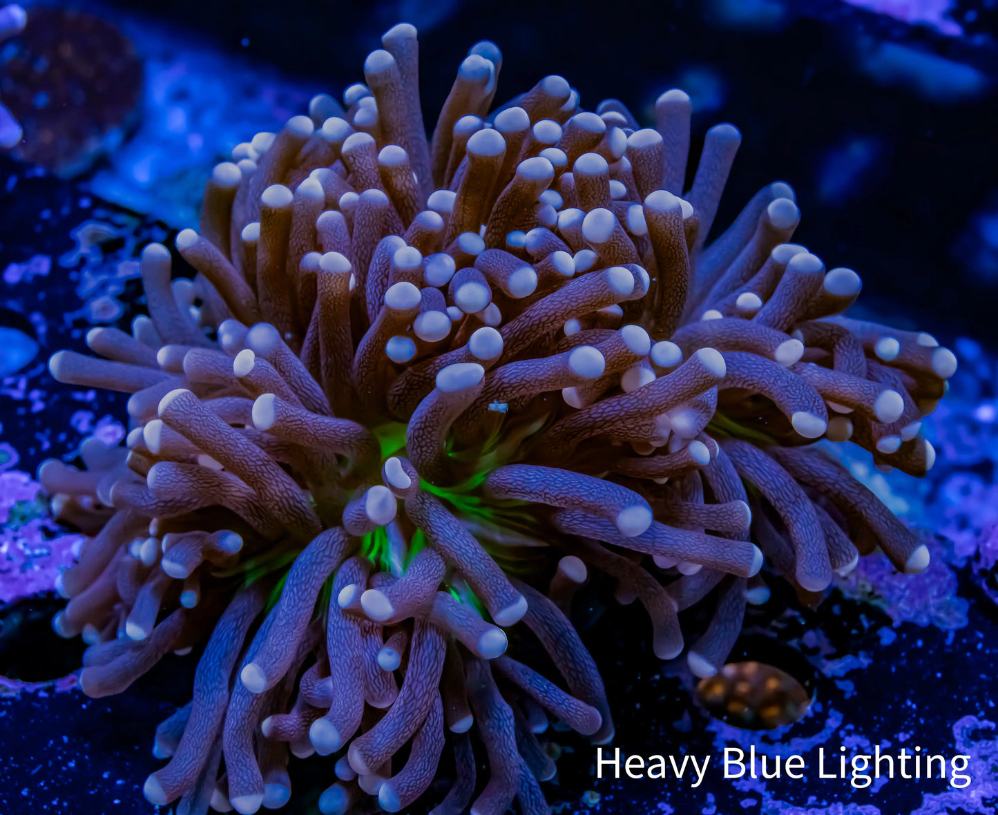 Joker Torch Coral Toxic Green Base Pink Tip WYSIWYG 6cm B3 R2B1 Joker Torch Coral Toxic Green Base Pink Tip WYSIWYG 6cm B3 R2B1 LPS Joker Torch Coral Toxic Green Base Pink Tip WYSIWYG 6cm B3 R2B1 Zeo Box Reef