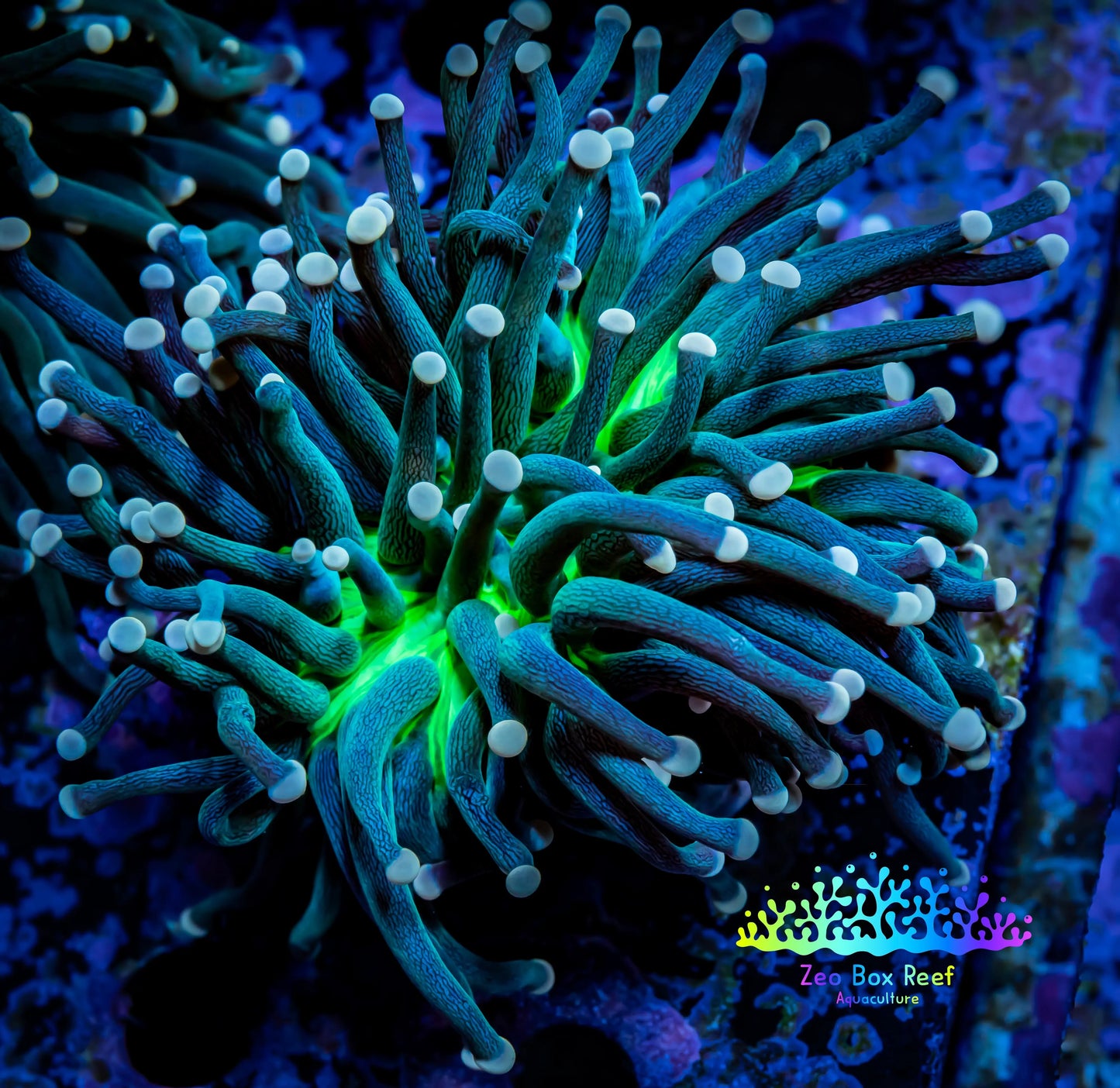 Joker Torch Coral - Toxic Green Base Pink Tip - WYSIWYG 6cm B3R1B1 Joker Torch Coral - Toxic Green Base Pink Tip - WYSIWYG 6cm B3R1B1 LPS Joker Torch Coral - Toxic Green Base Pink Tip - WYSIWYG 6cm B3R1B1 Zeo Box Reef