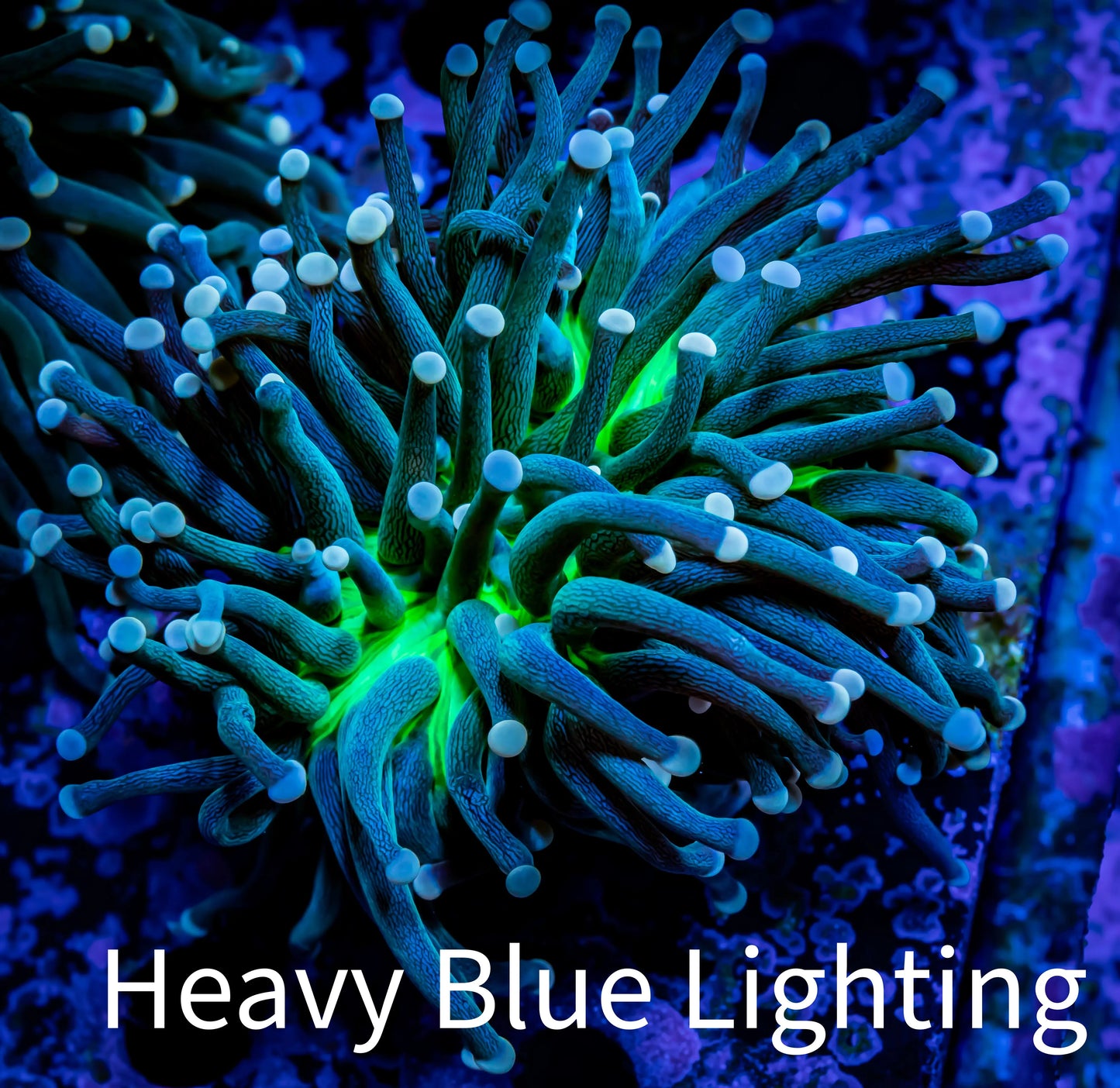 Joker Torch Coral - Toxic Green Base Pink Tip - WYSIWYG 6cm B3R1B1 Joker Torch Coral - Toxic Green Base Pink Tip - WYSIWYG 6cm B3R1B1 LPS Joker Torch Coral - Toxic Green Base Pink Tip - WYSIWYG 6cm B3R1B1 Zeo Box Reef