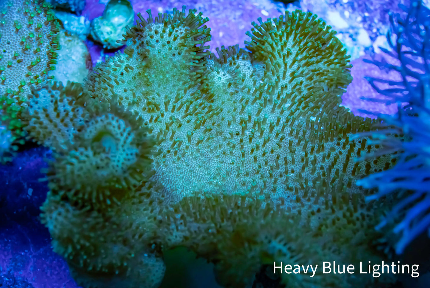 Leather Coral- Toadstool 5cm Leather Coral- Toadstool 5cm Soft Coral Leather Coral- Toadstool 5cm Zeo Box Reef