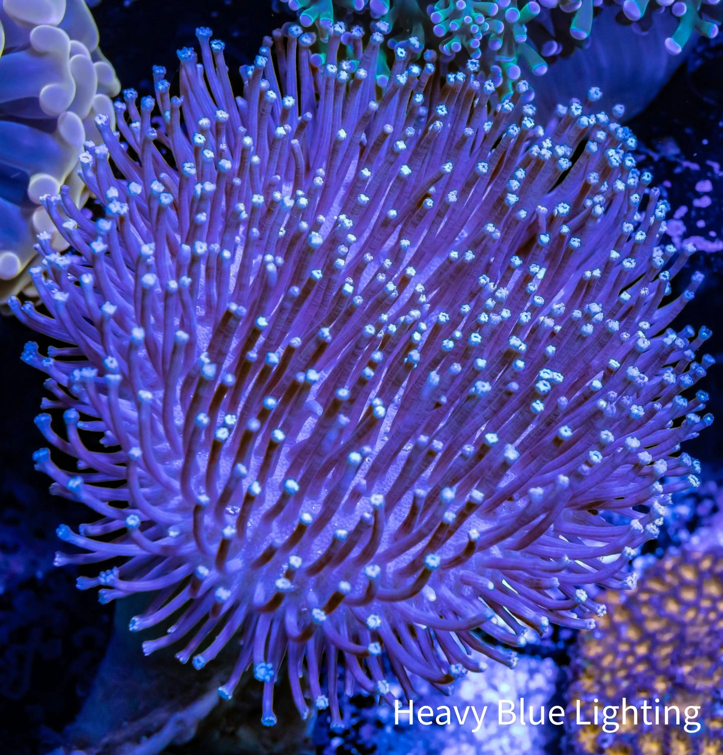 Leather Coral- Long Polyp Toadstool 7cm Leather Coral- Long Polyp Toadstool 7cm Soft Coral Leather Coral- Long Polyp Toadstool 7cm Zeo Box Reef