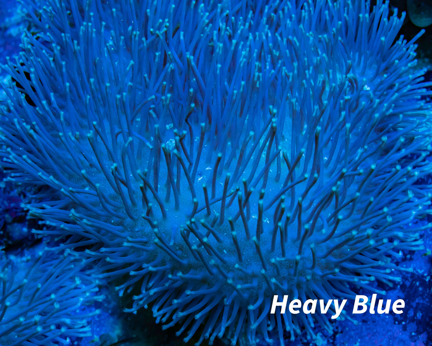 Leather Coral- Long Polyp Toadstool 8cm Leather Coral- Long Polyp Toadstool 8cm Soft Coral Leather Coral- Long Polyp Toadstool 8cm Zeo Box Reef