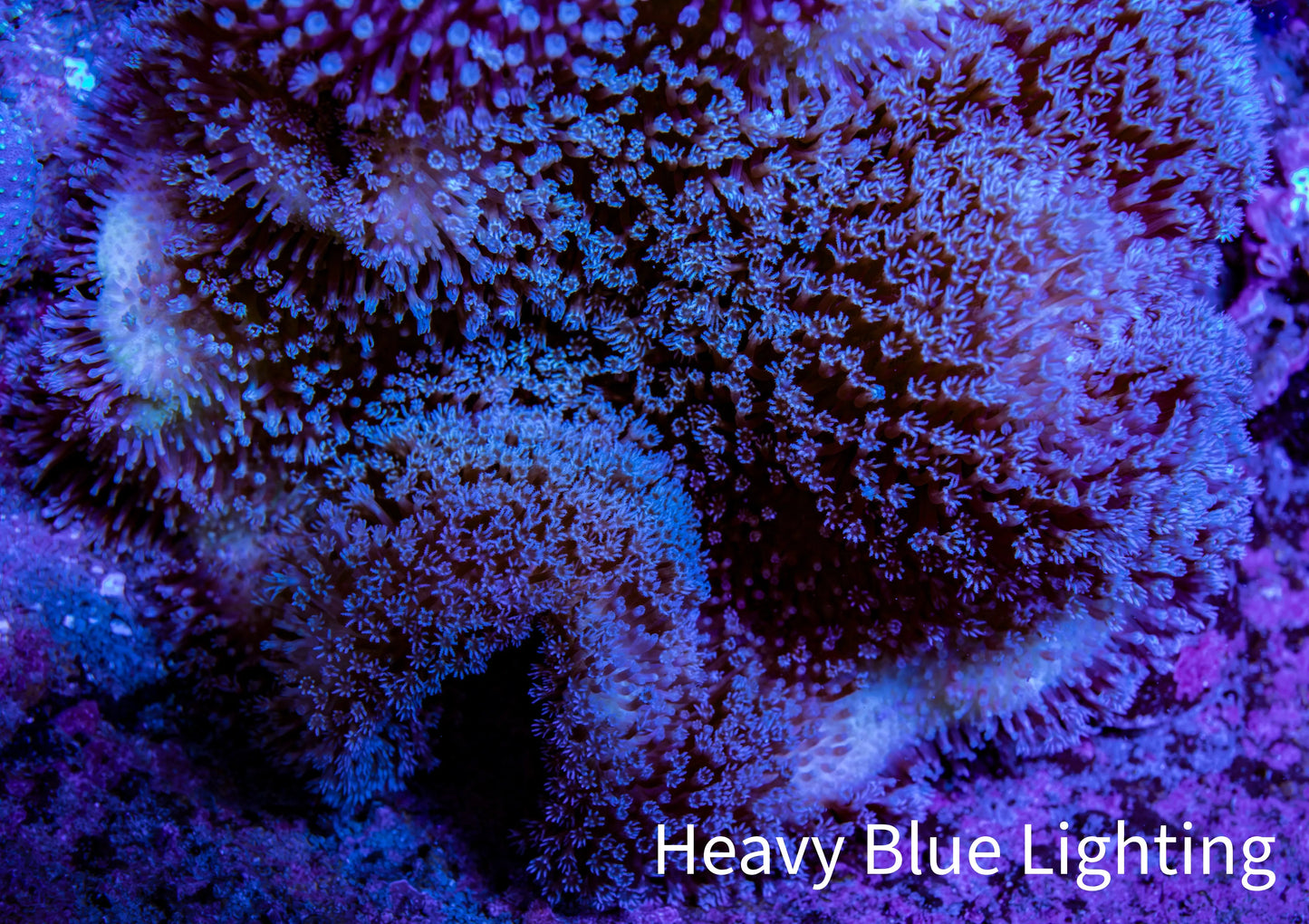 Leather Coral- Blue Long Polyp Toadstool Leather 8cm WYSIWYG Leather Coral- Blue Long Polyp Toadstool Leather 8cm WYSIWYG Soft Coral Leather Coral- Blue Long Polyp Toadstool Leather 8cm WYSIWYG Zeo Box Reef
