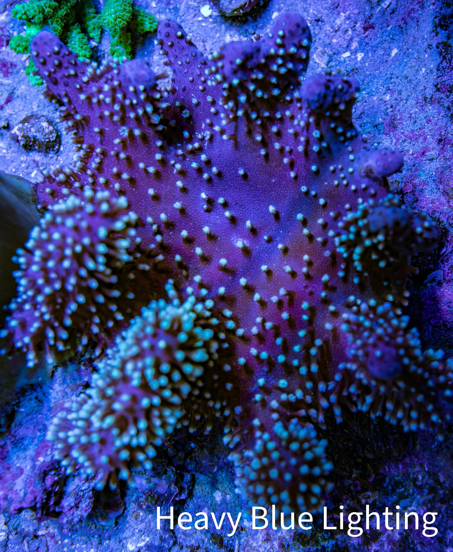 Leather Coral- Emerald Crown Toadstool Leather 8cm WYSIWYG M4W2 Leather Coral- Emerald Crown Toadstool Leather 8cm WYSIWYG M4W2 Soft Coral Leather Coral- Emerald Crown Toadstool Leather 8cm WYSIWYG M4W2 Zeo Box Reef