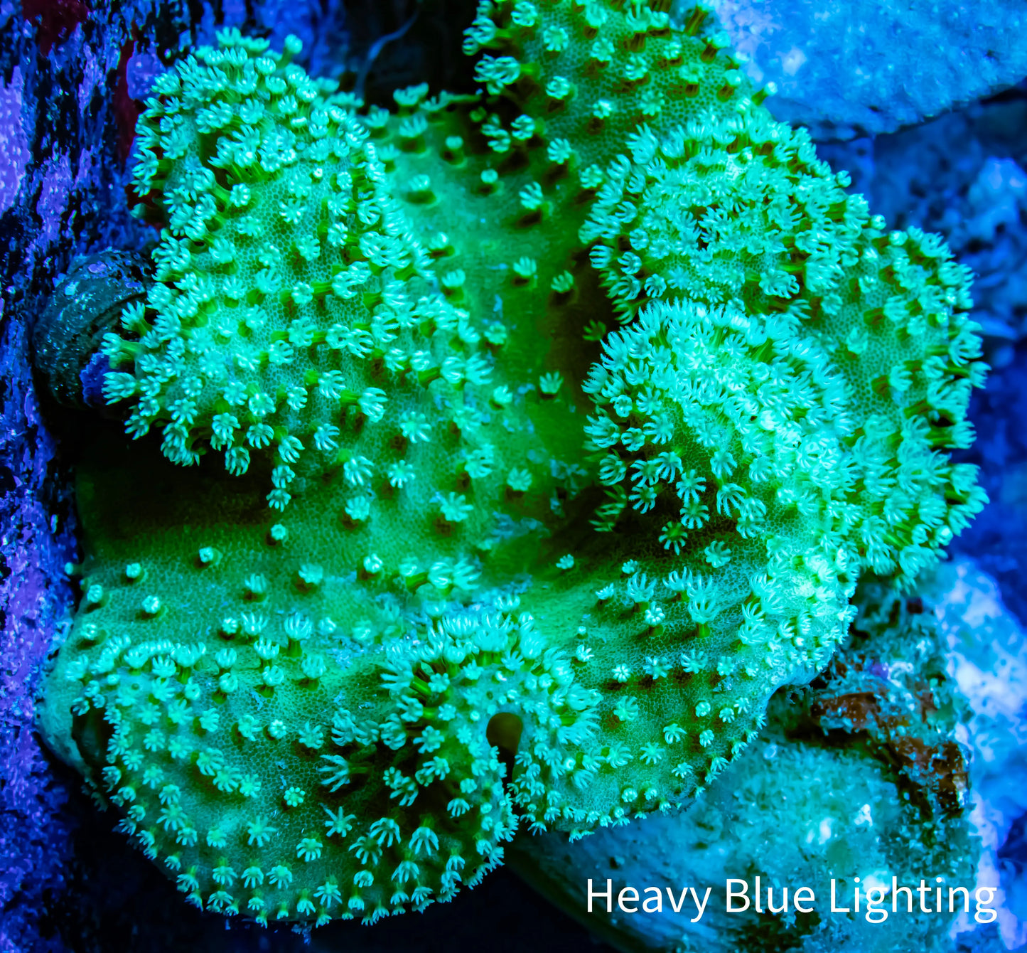 Leather Coral- Green Polyp Toadstool 10cm WYSIWYG Leather Coral- Green Polyp Toadstool 10cm WYSIWYG Soft Coral Leather Coral- Green Polyp Toadstool 10cm WYSIWYG Zeo Box Reef