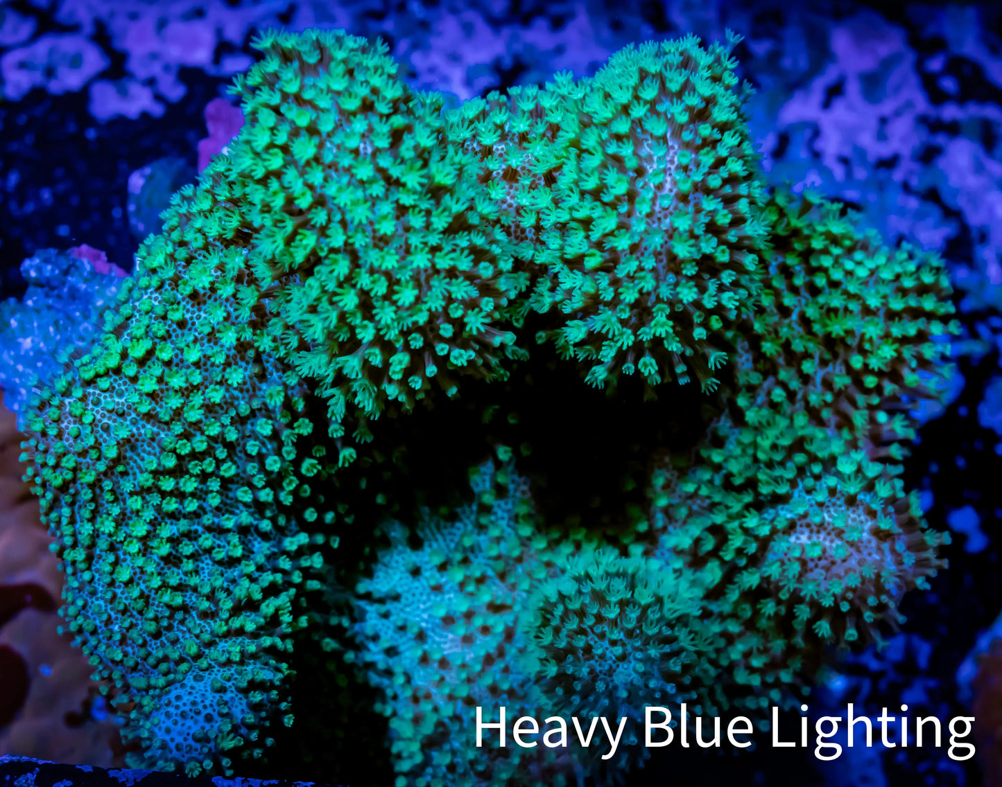 Leather Coral- Green Polyp Toadstool 8cm WYSIWYG Leather Coral- Green Polyp Toadstool 8cm WYSIWYG Soft Coral Leather Coral- Green Polyp Toadstool 8cm WYSIWYG Zeo Box Reef