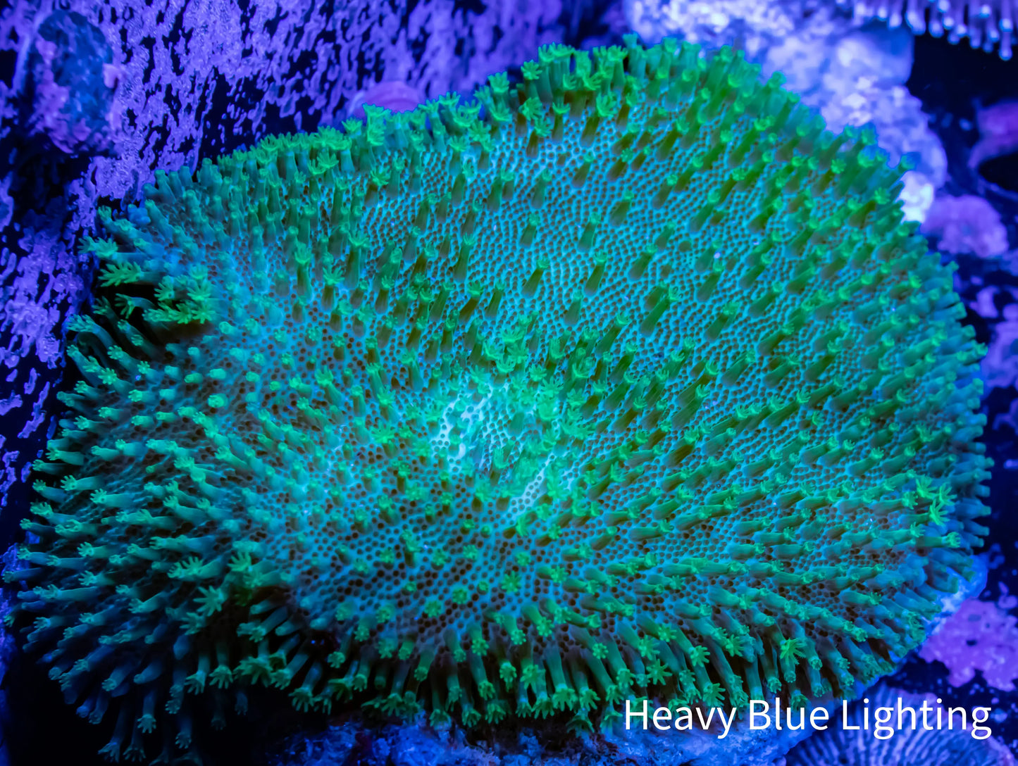 Leather Coral- Green Polyp Toadstool 8cm Leather Coral- Green Polyp Toadstool 8cm Soft Coral Leather Coral- Green Polyp Toadstool 8cm Zeo Box Reef