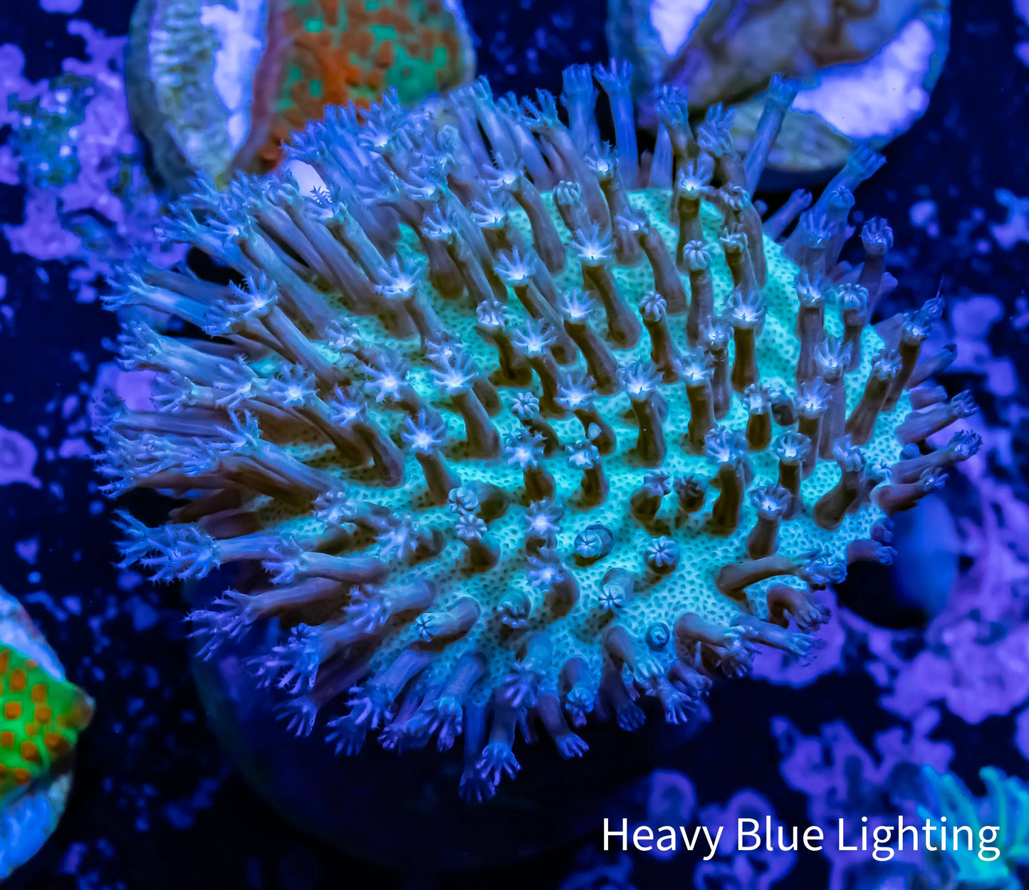 Leather Coral- Long Polyp Green and Purple Toadstool Aqua-cultured frag Leather Coral- Long Polyp Green and Purple Toadstool Aqua-cultured frag Soft Coral Leather Coral- Long Polyp Green and Purple Toadstool Aqua-cultured frag Zeo Box Reef