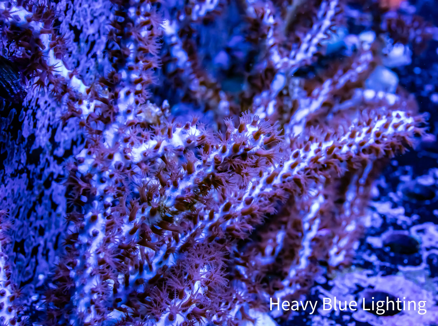 Leather Coral- Long Polyp Green and Purple Toadstool Aqua-cultured frag Leather Coral- Long Polyp Green and Purple Toadstool Aqua-cultured frag Soft Coral Leather Coral- Long Polyp Green and Purple Toadstool Aqua-cultured frag Zeo Box Reef