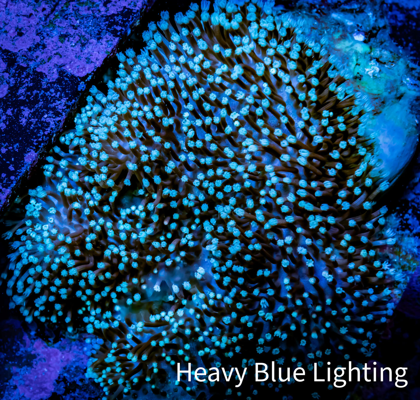 Leather Coral- Long Polyp Toadstool 12cm WYSIWYG Bay2 Leather Coral- Long Polyp Toadstool 12cm WYSIWYG Bay2 Soft Coral Leather Coral- Long Polyp Toadstool 12cm WYSIWYG Bay2 Zeo Box Reef