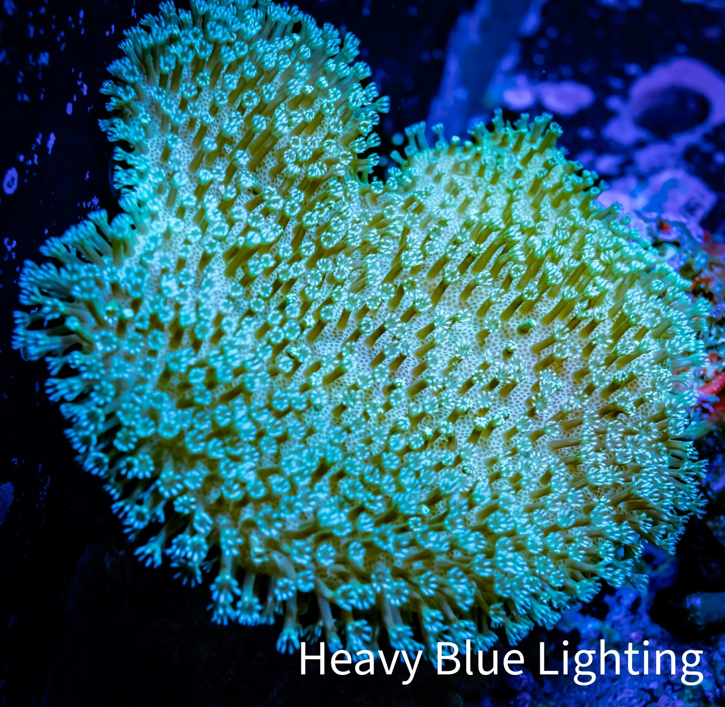 Leather Coral- Long Polyp Toadstool 6cm WYSIWYG Bay2 Leather Coral- Long Polyp Toadstool 6cm WYSIWYG Bay2 Soft Coral Leather Coral- Long Polyp Toadstool 6cm WYSIWYG Bay2 Zeo Box Reef