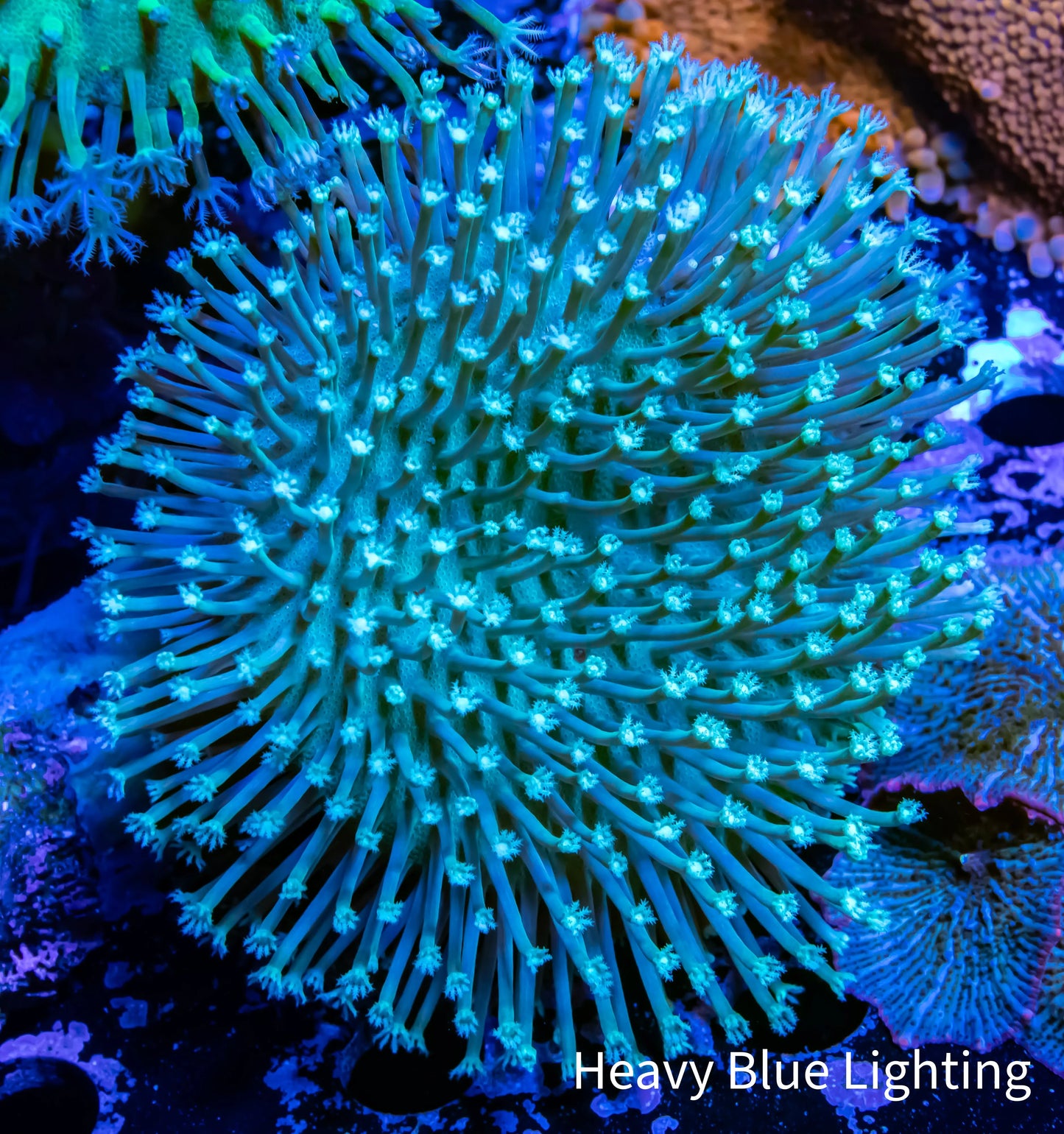 Leather Coral- Long Polyp Toadstool 6cm Leather Coral- Long Polyp Toadstool 6cm Soft Coral Leather Coral- Long Polyp Toadstool 6cm Zeo Box Reef